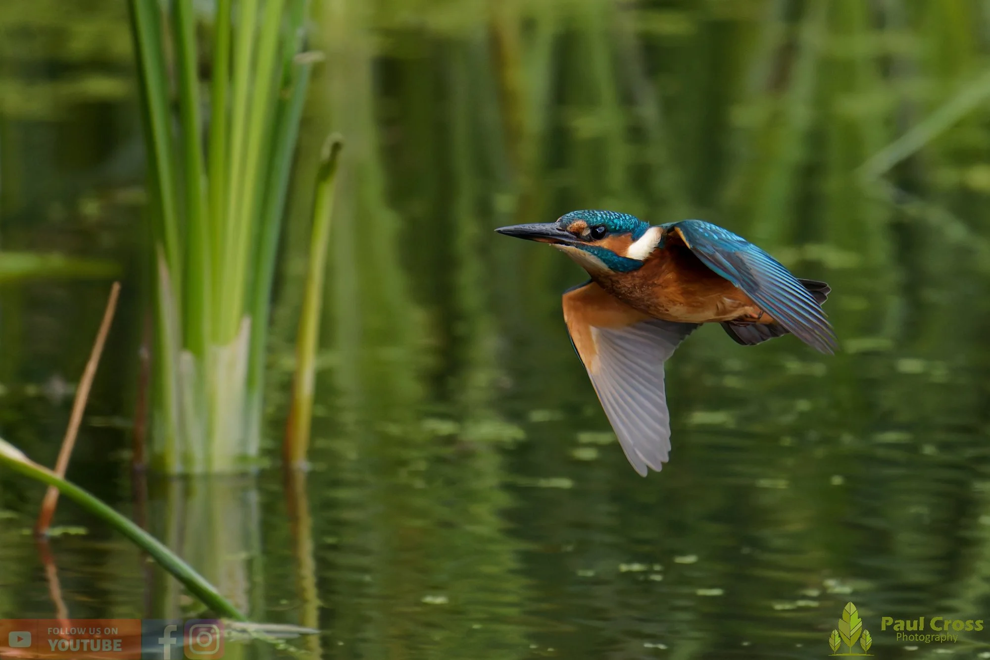 Kingfisher-00954.jpg