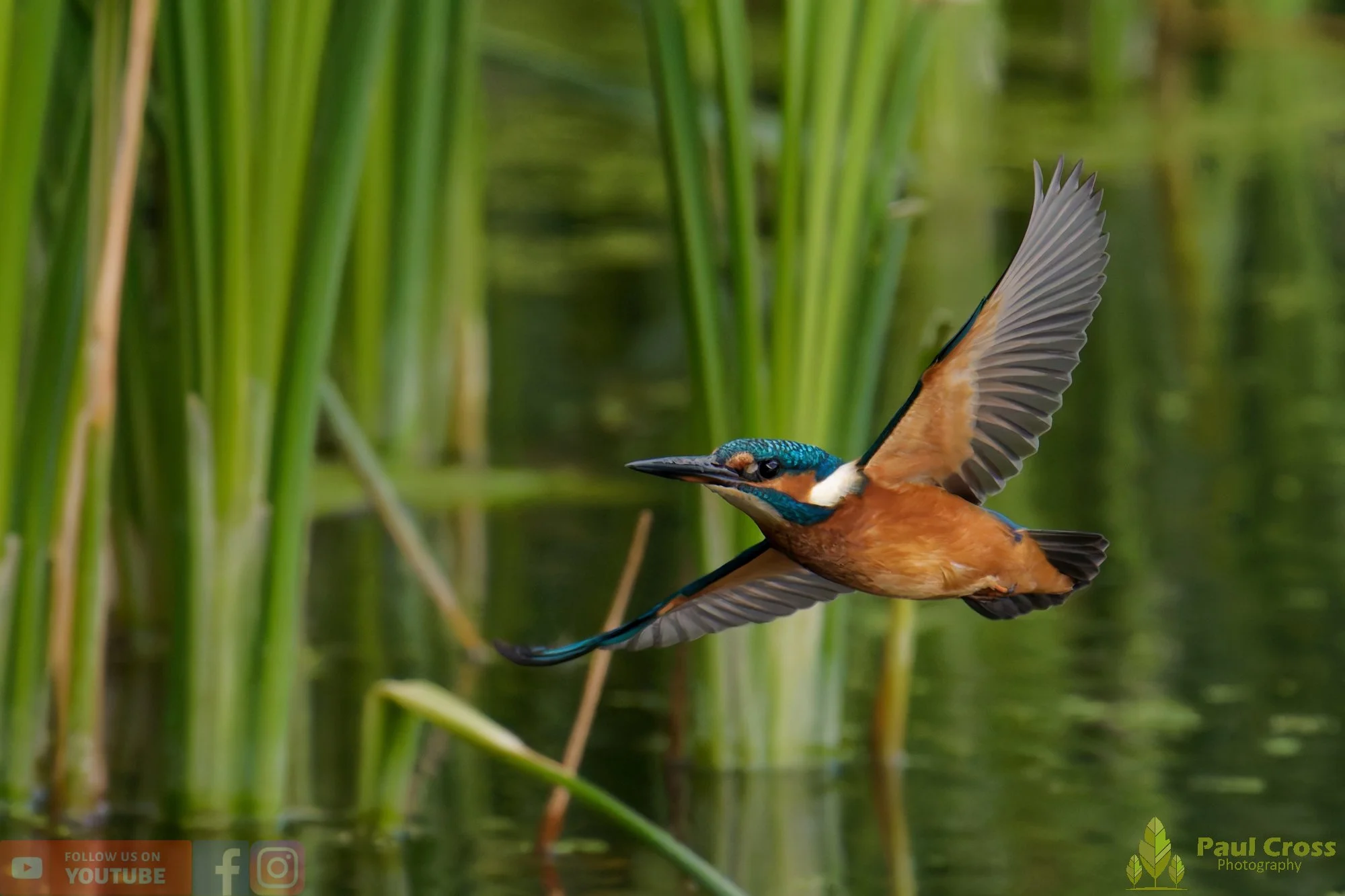 Kingfisher-00955.jpg