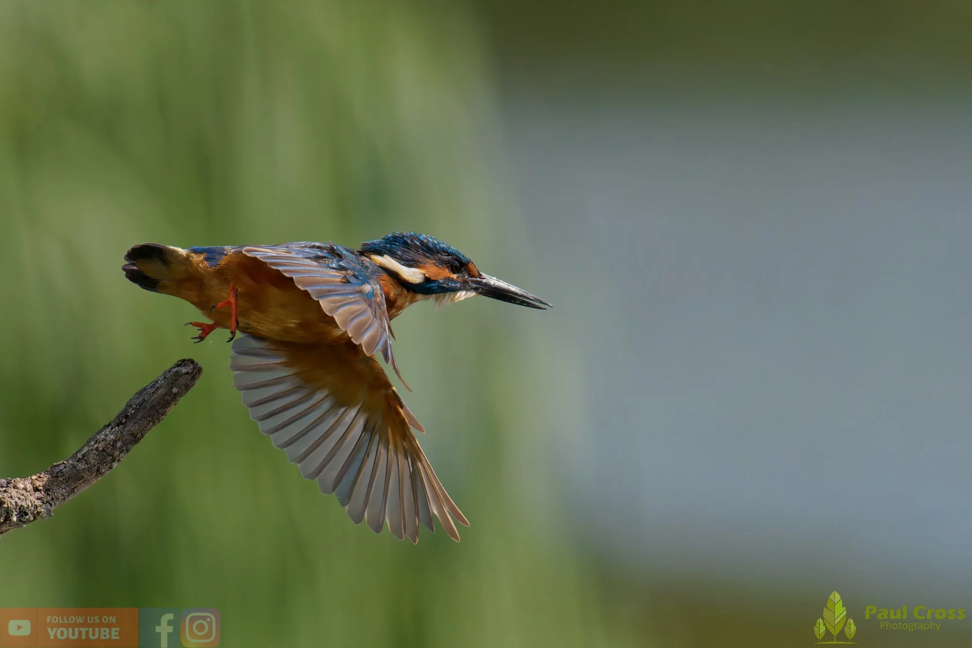 Kingfisher-00880.jpg
