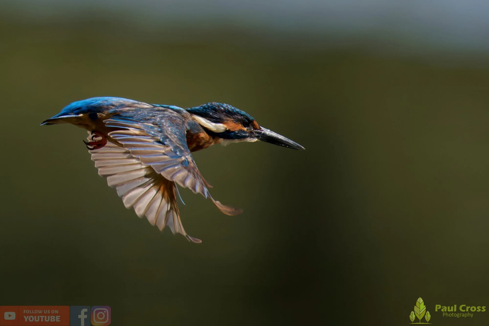 Kingfisher-00881.jpg