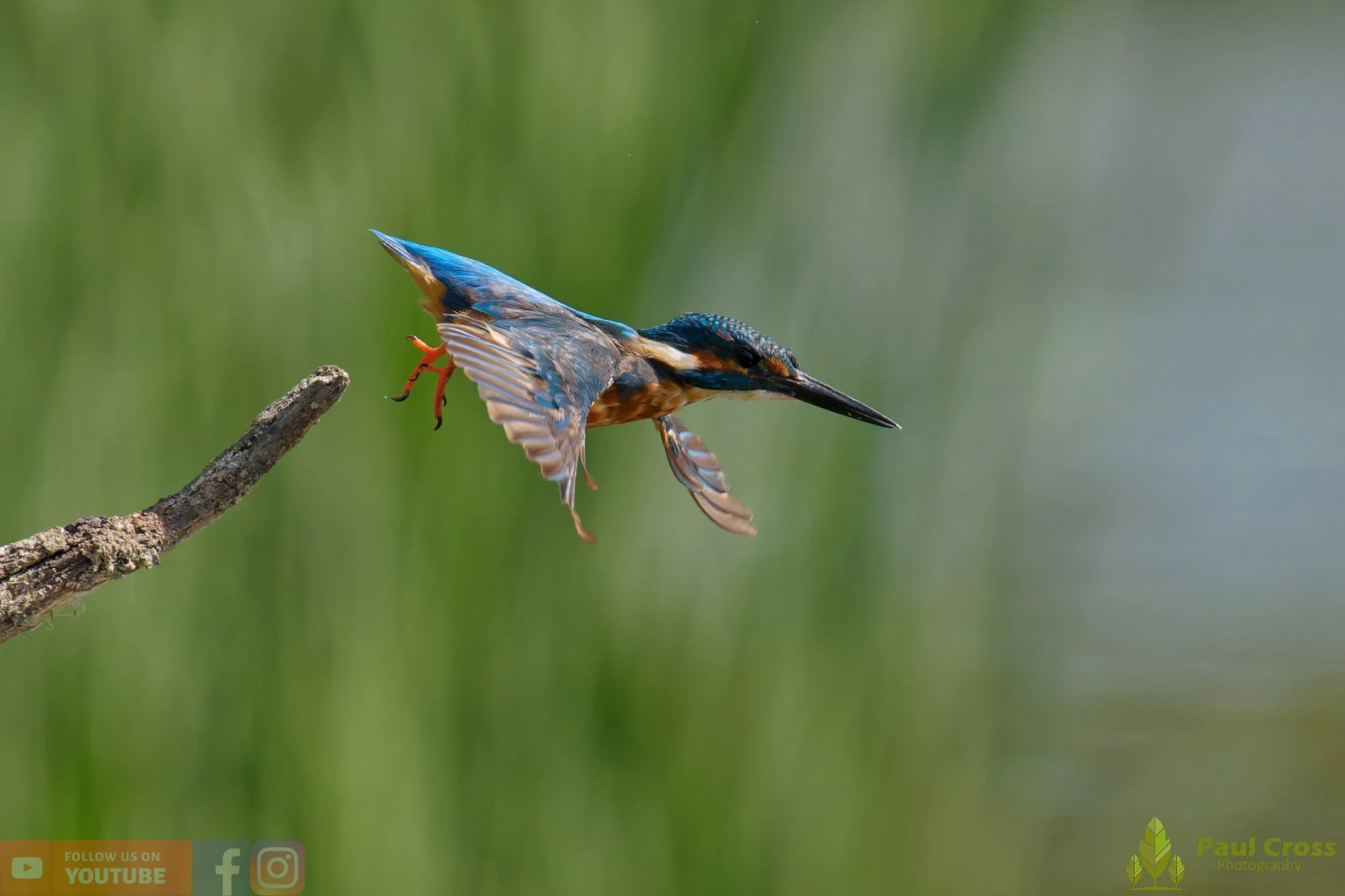 Kingfisher-00892.jpg