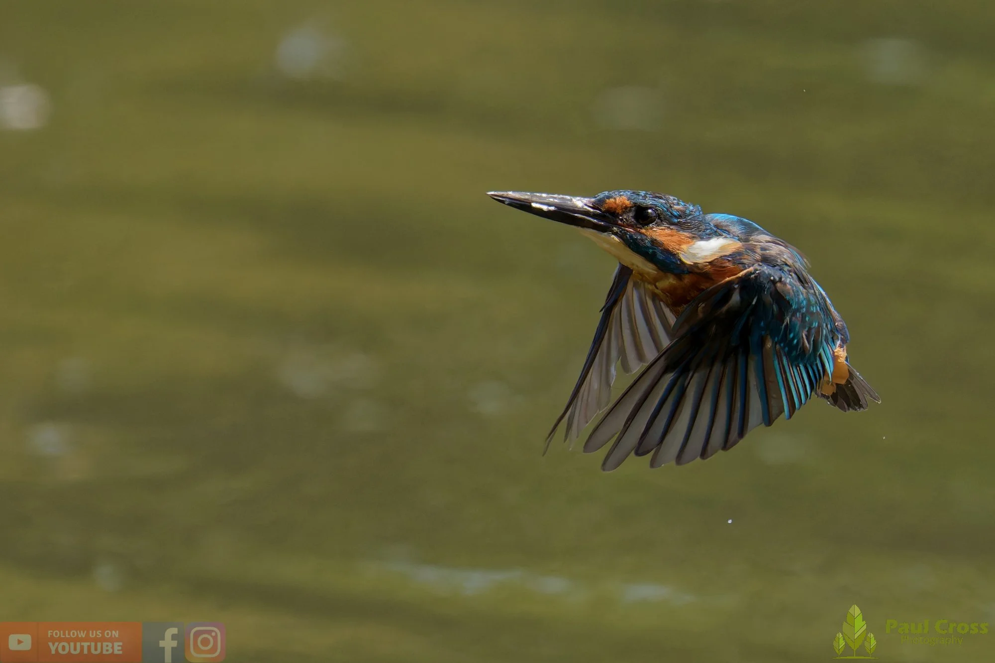 Kingfisher-00891.jpg