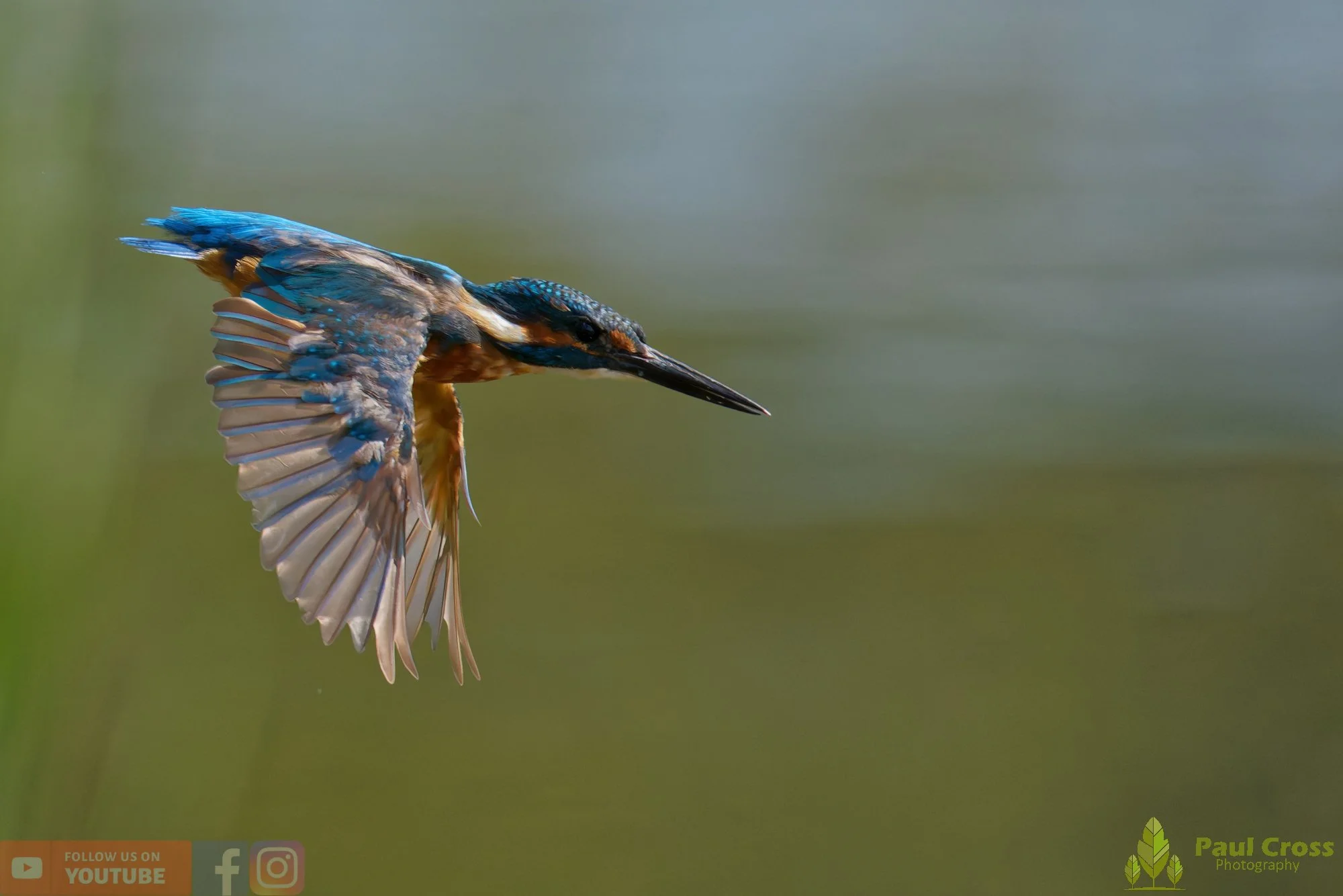 Kingfisher-00893.jpg