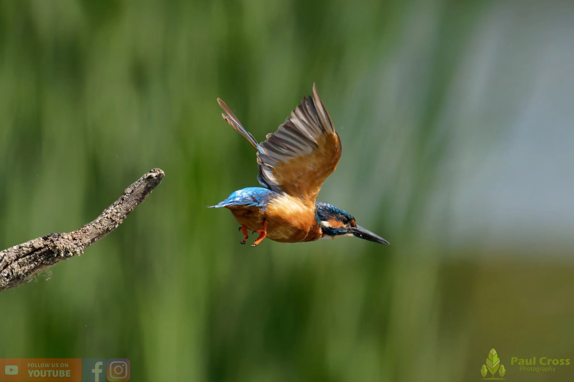 Kingfisher-00894.jpg
