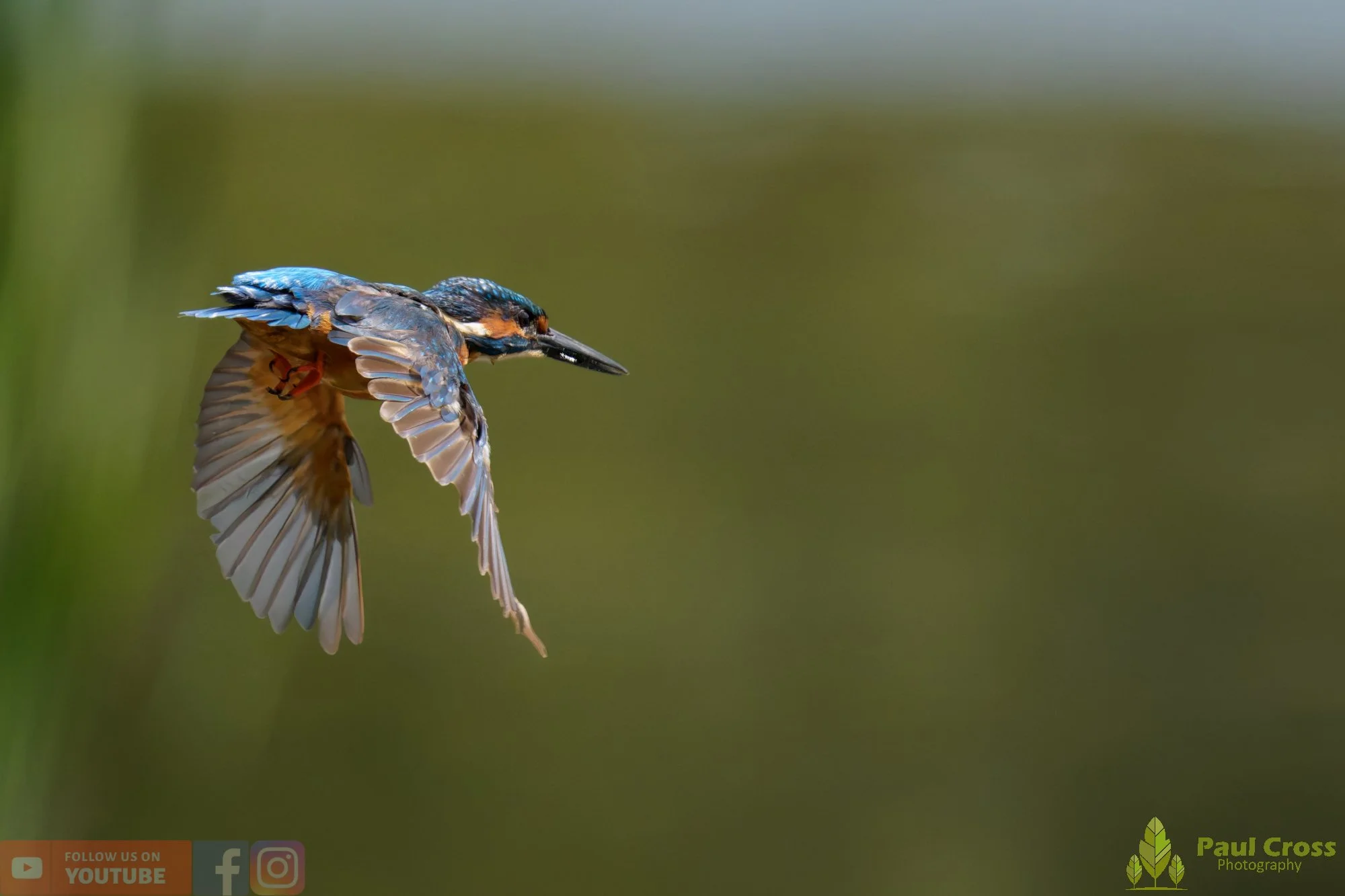 Kingfisher-00895.jpg