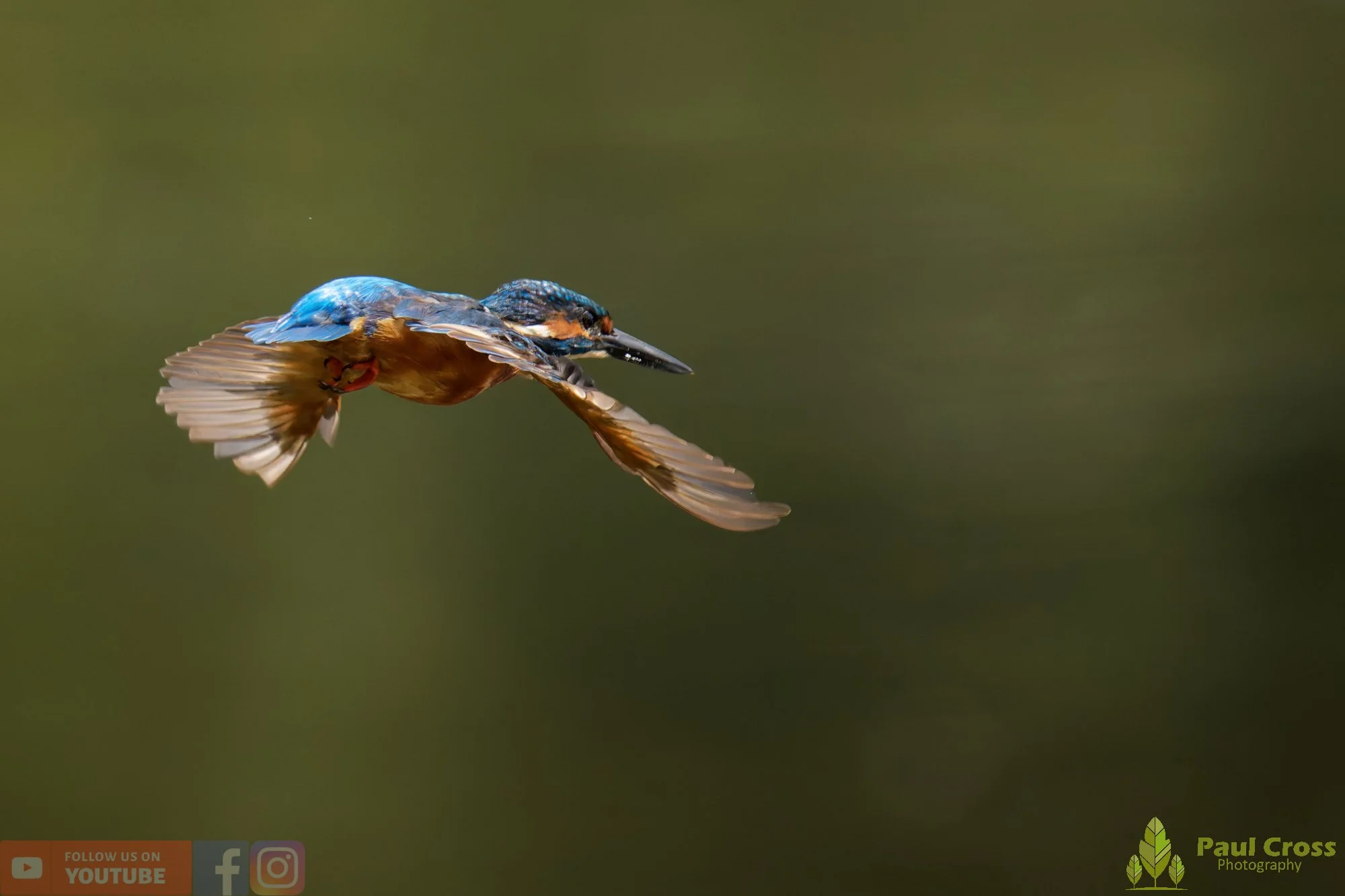 Kingfisher-00896.jpg