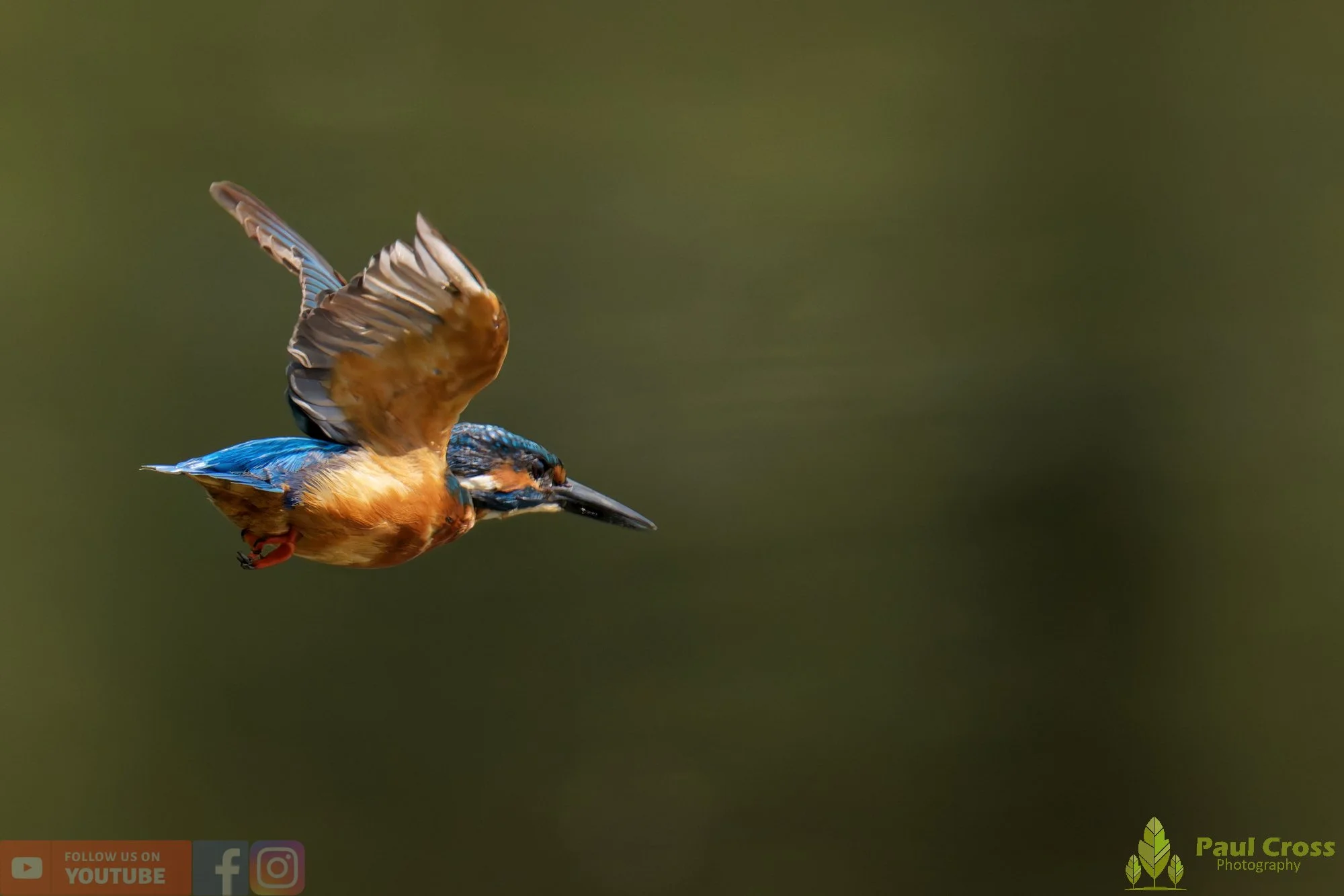 Kingfisher-00897.jpg