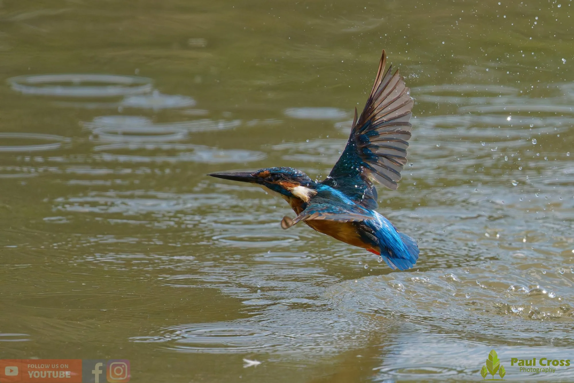Kingfisher-00899.jpg
