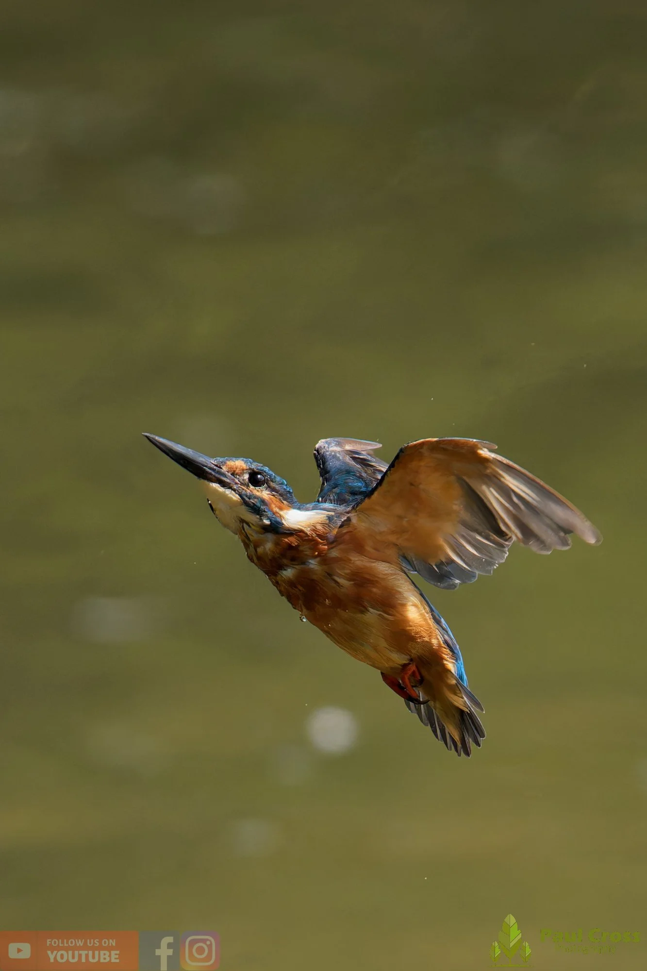 Kingfisher-00900.jpg