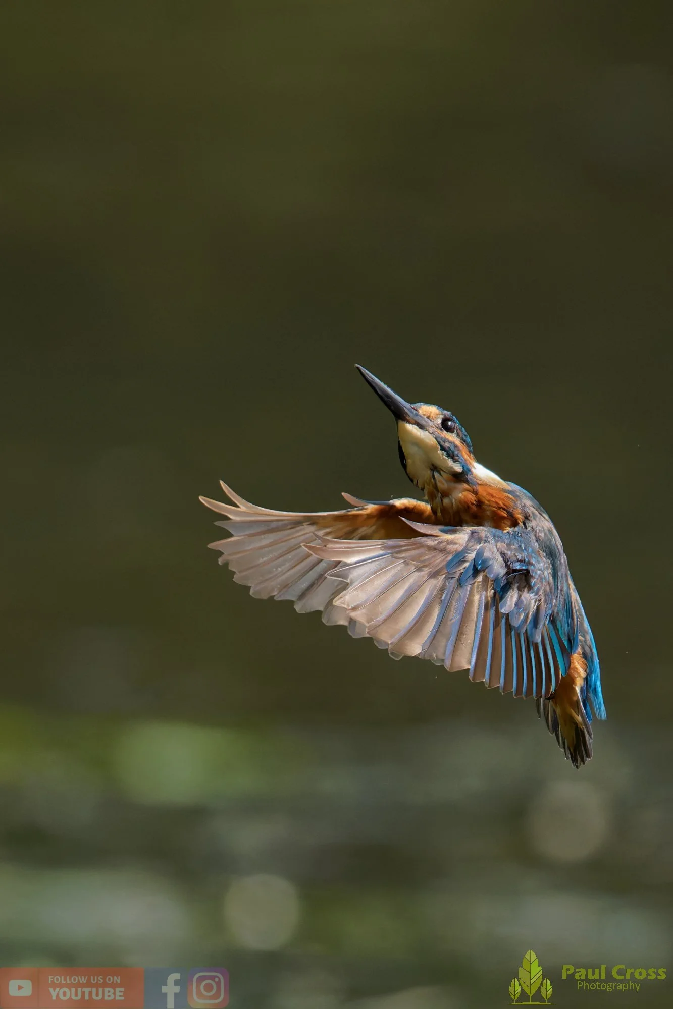 Kingfisher-00901.jpg