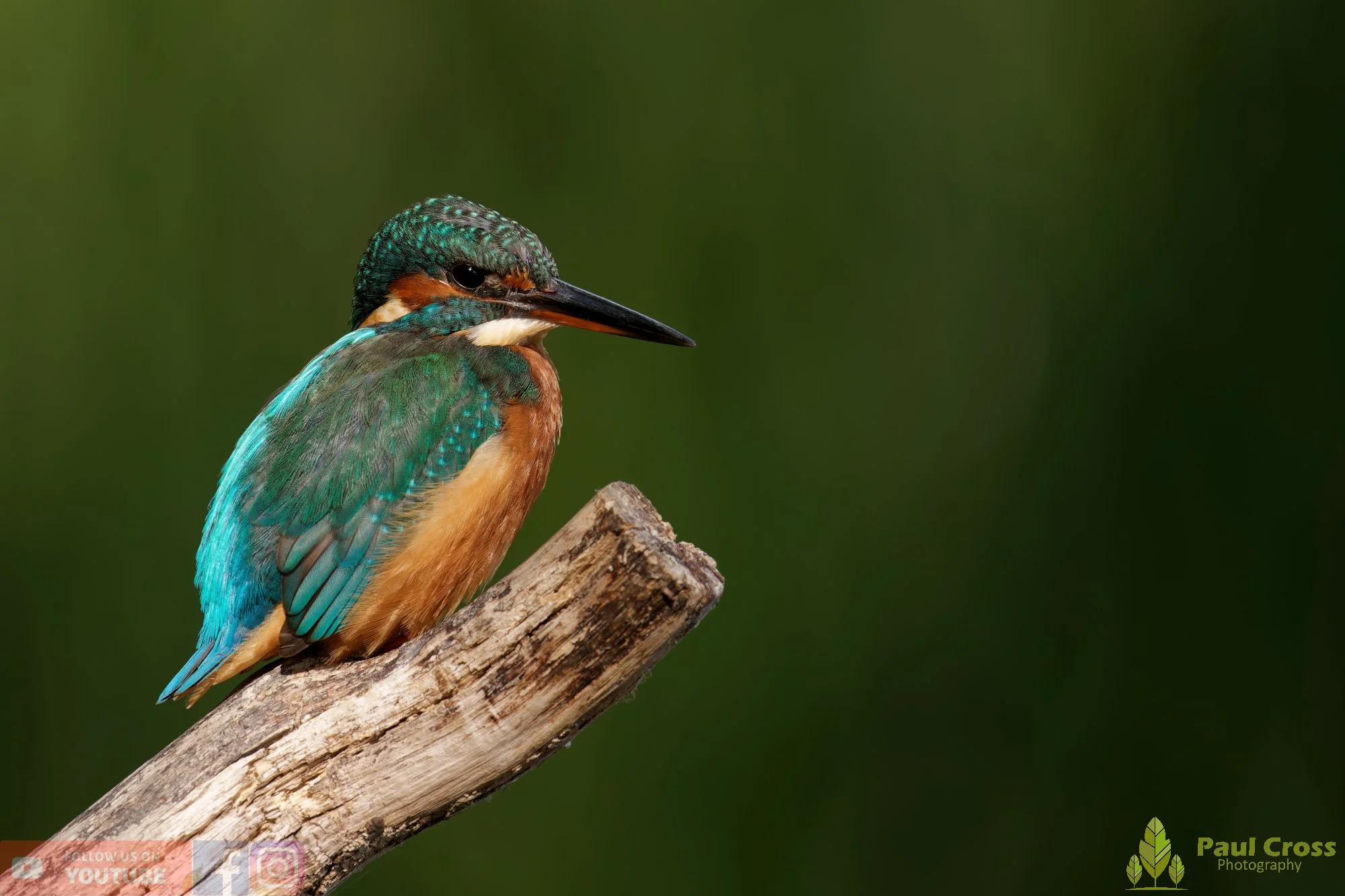 Kingfisher-00956.jpg