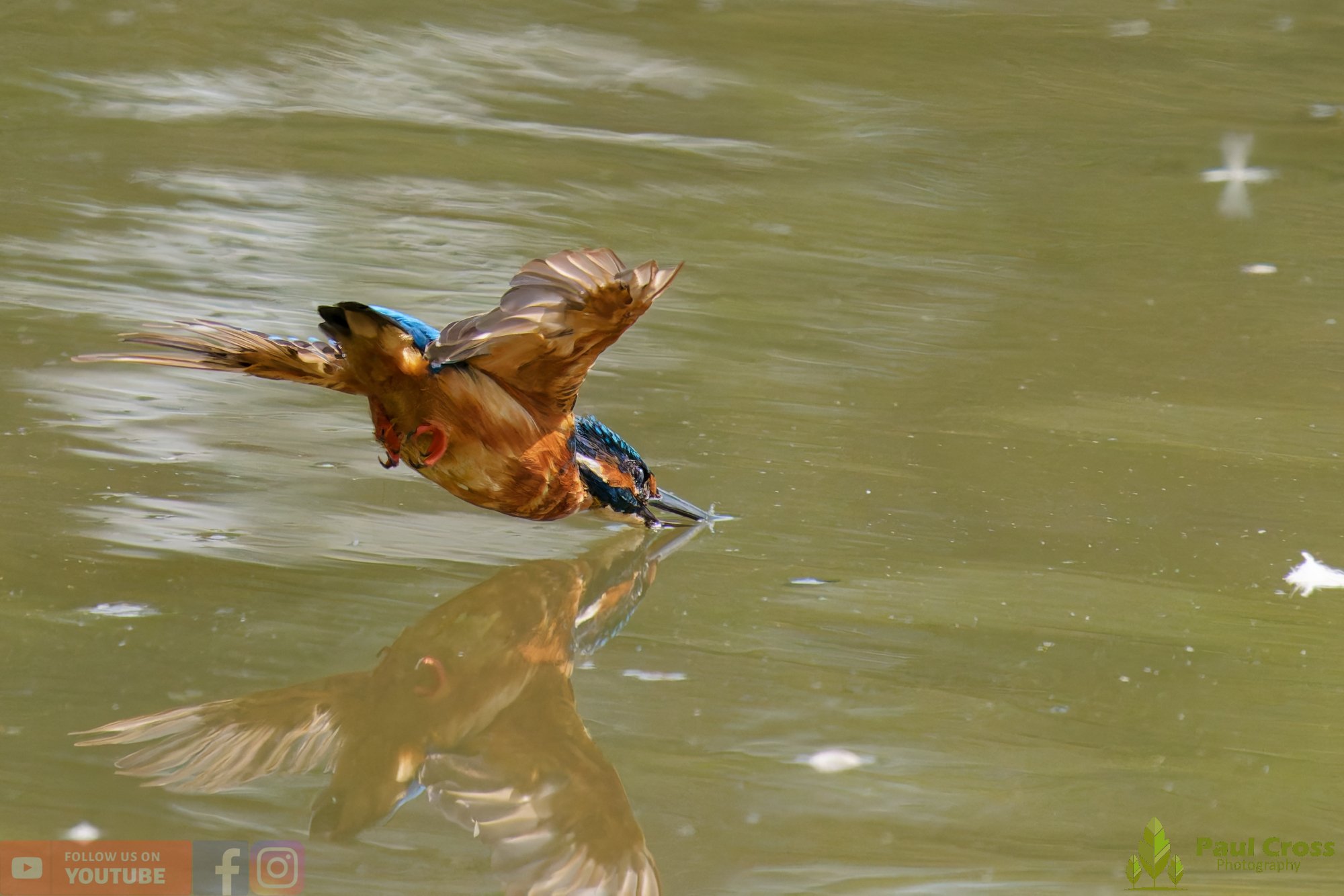Kingfisher-00898.jpg