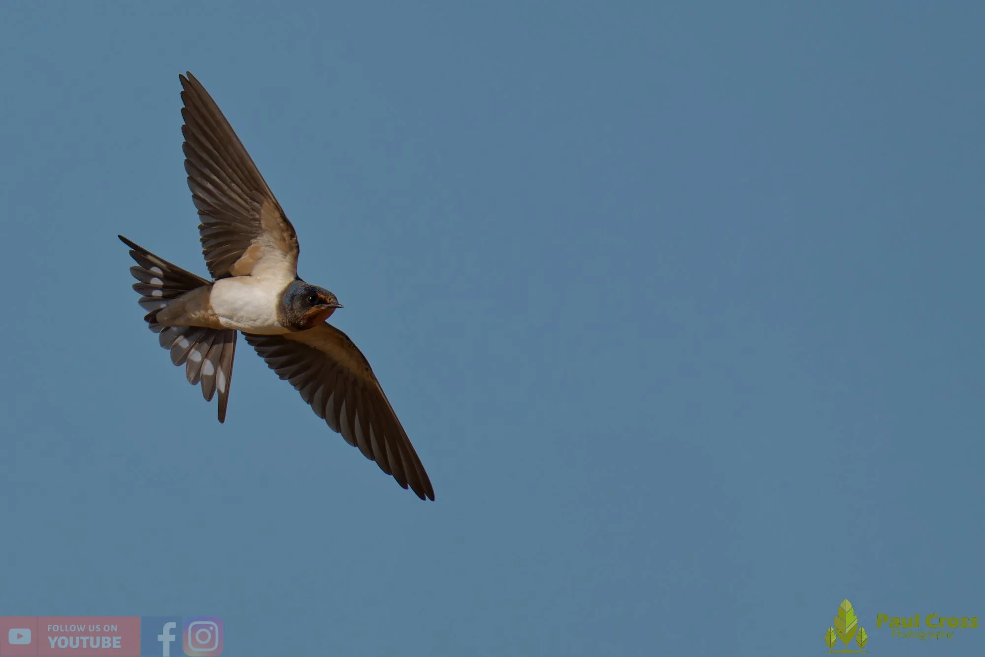 Swallow-00724.jpg