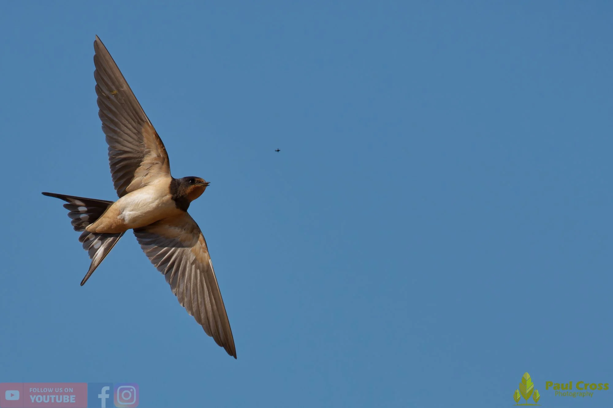Swallow-00725.jpg