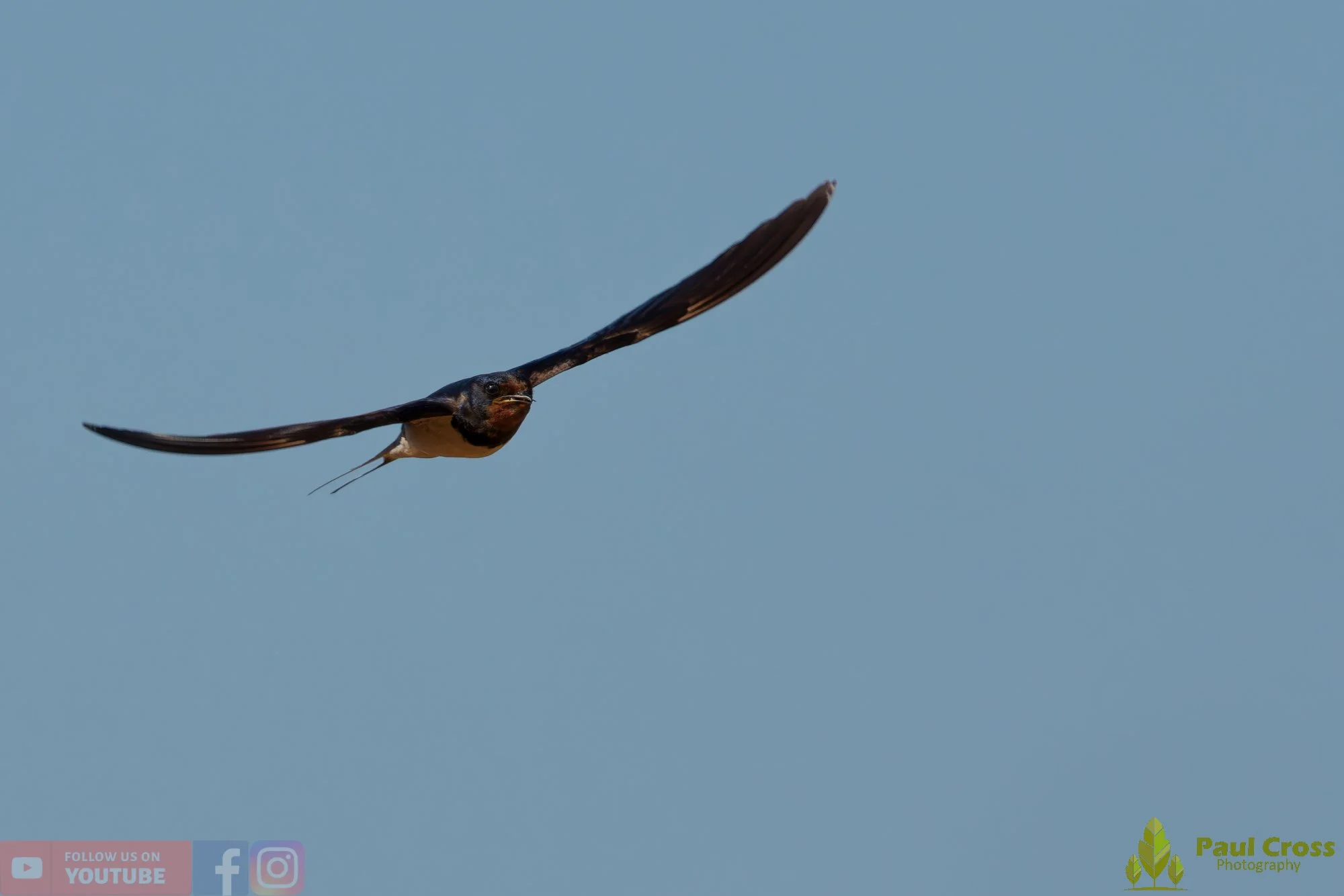 Swallow-00726.jpg