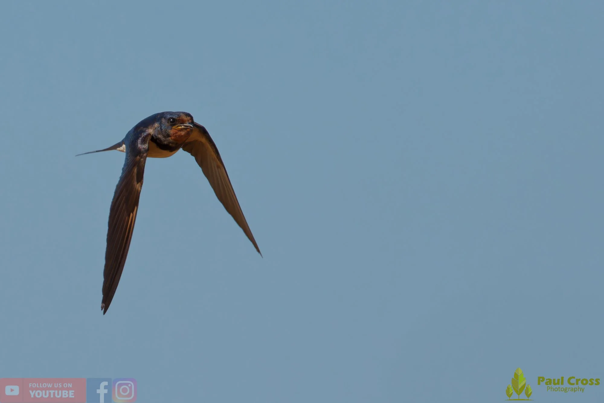 Swallow-00727.jpg