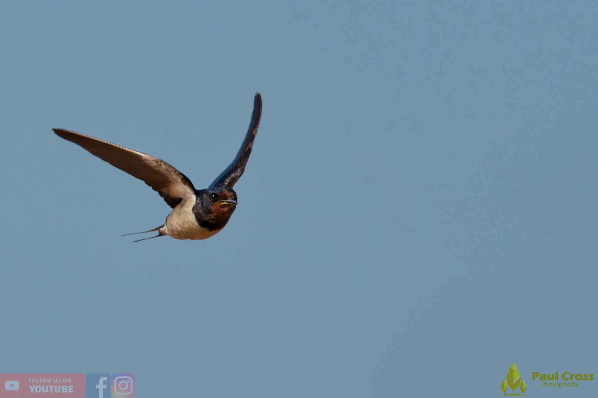 Swallow-00728.jpg