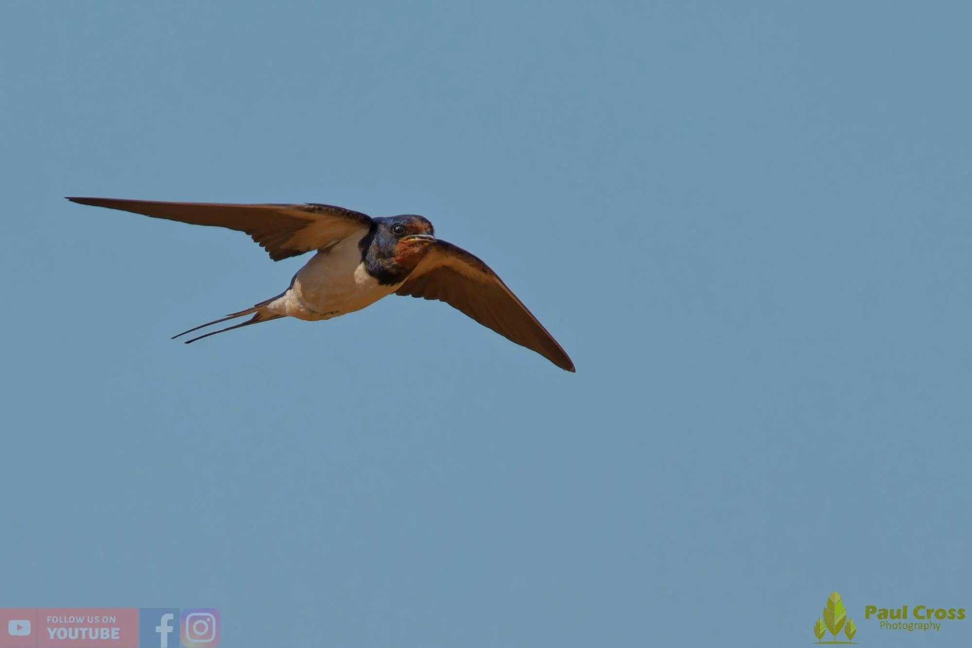 Swallow-00729.jpg