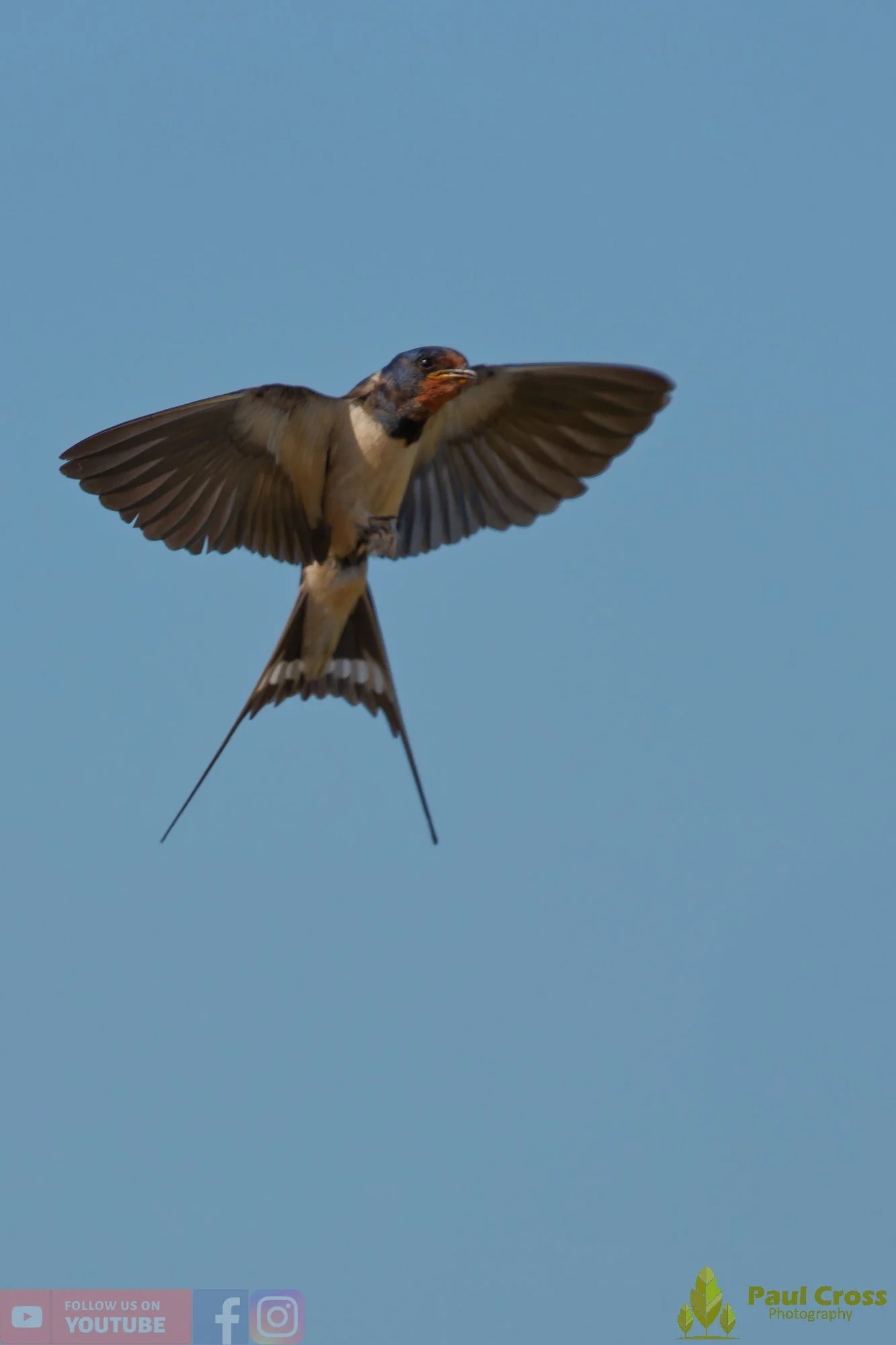 Swallow-00731.jpg