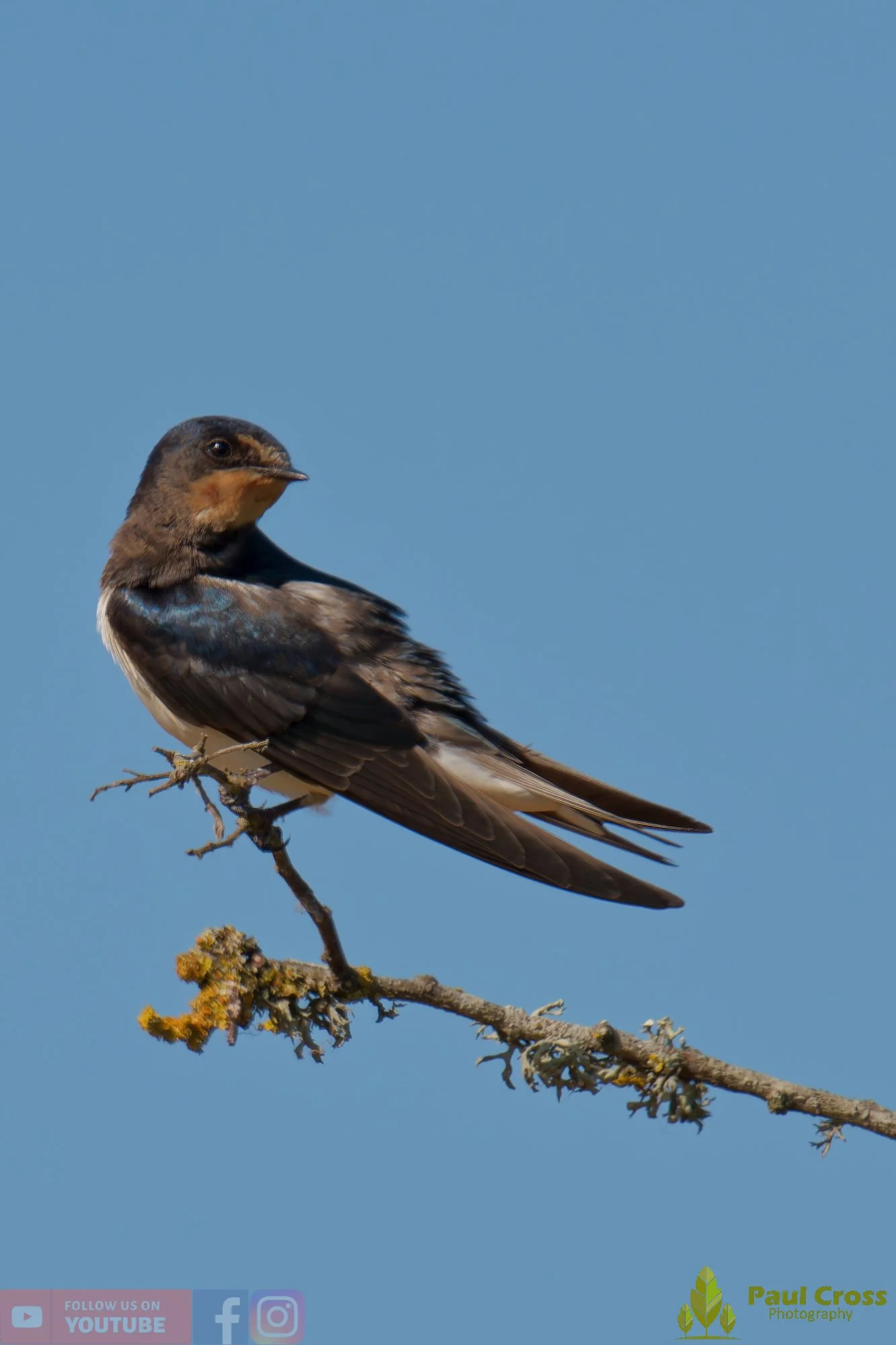 Swallow-00732.jpg