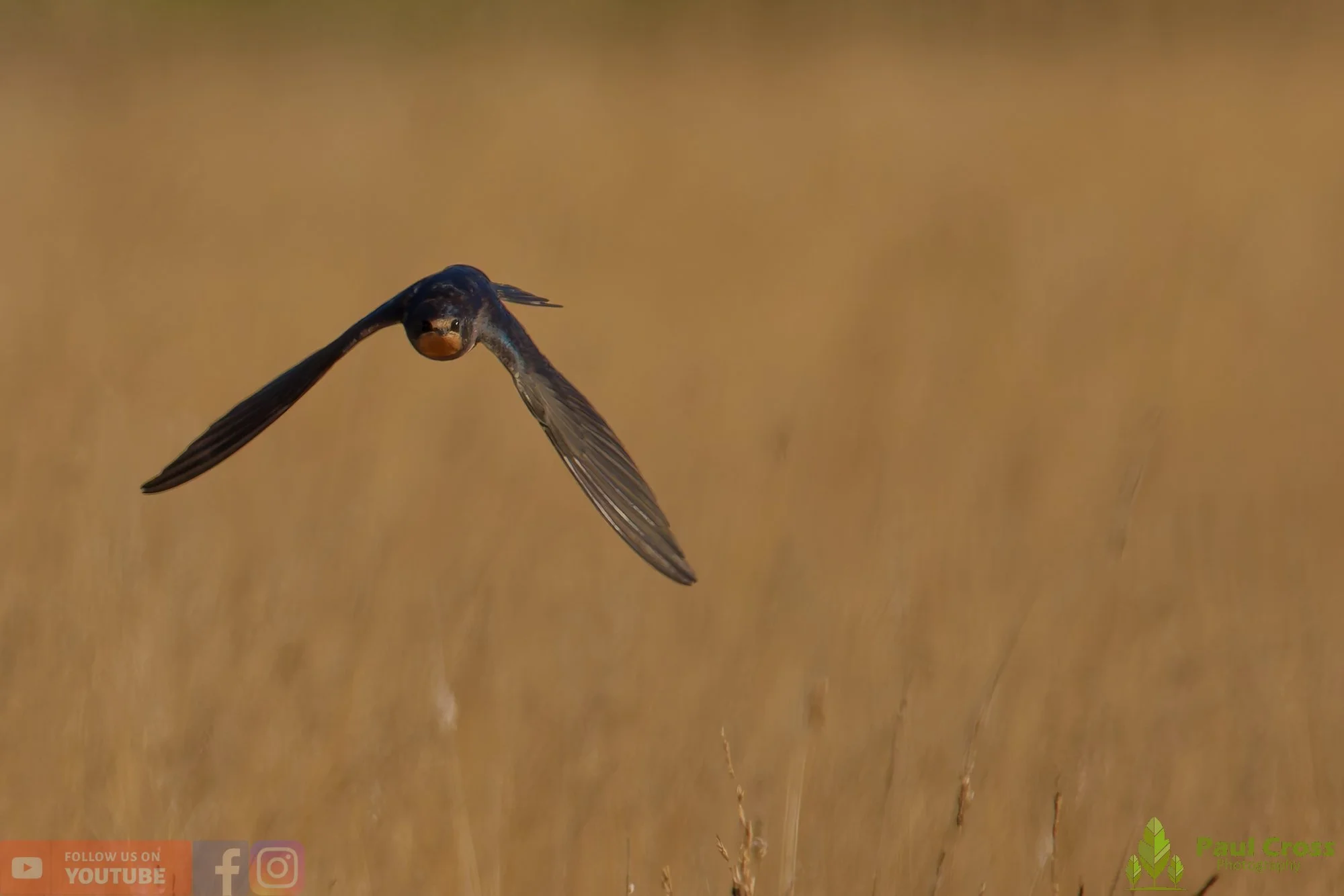Swallow-00525.jpg