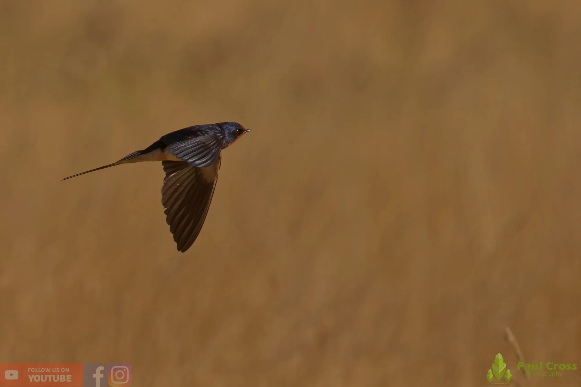 Swallow-00531.jpg