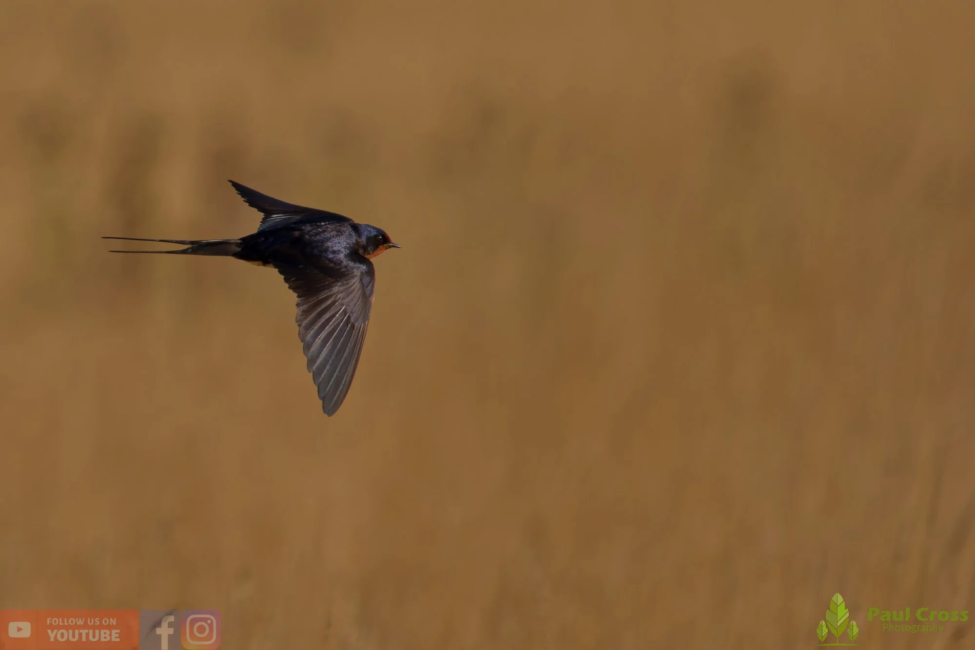 Swallow-00535.jpg