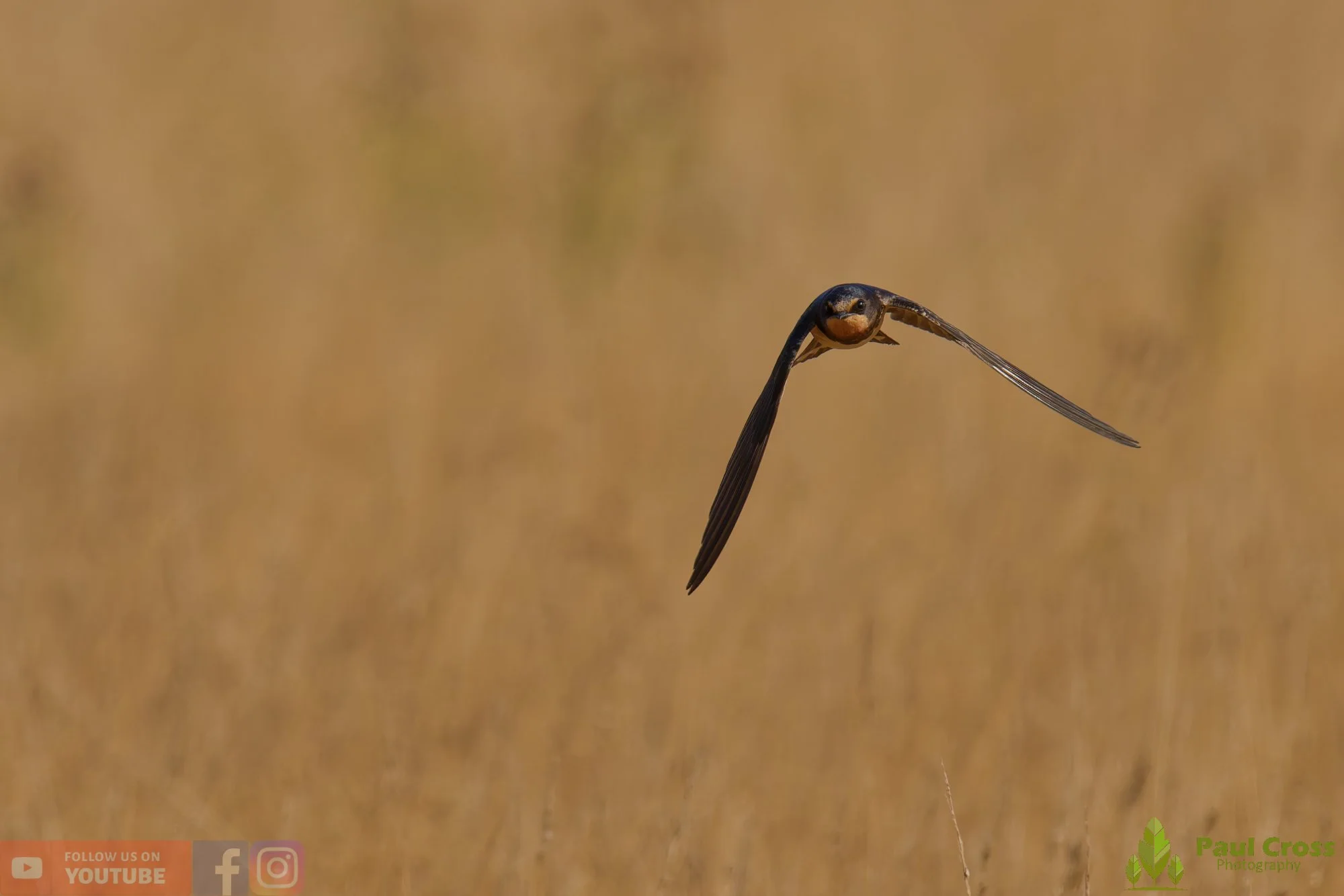 Swallow-00561.jpg