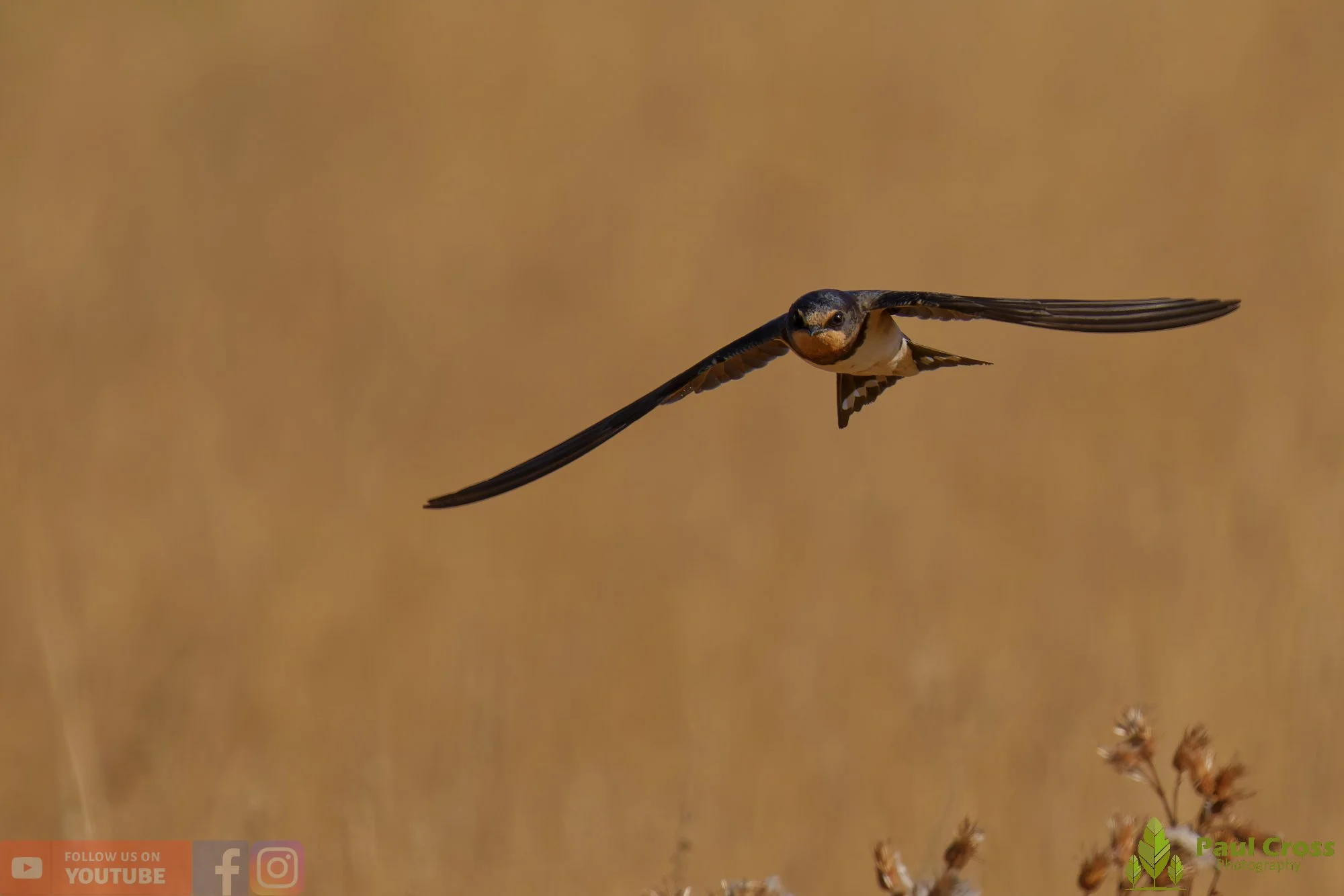 Swallow-00584.jpg