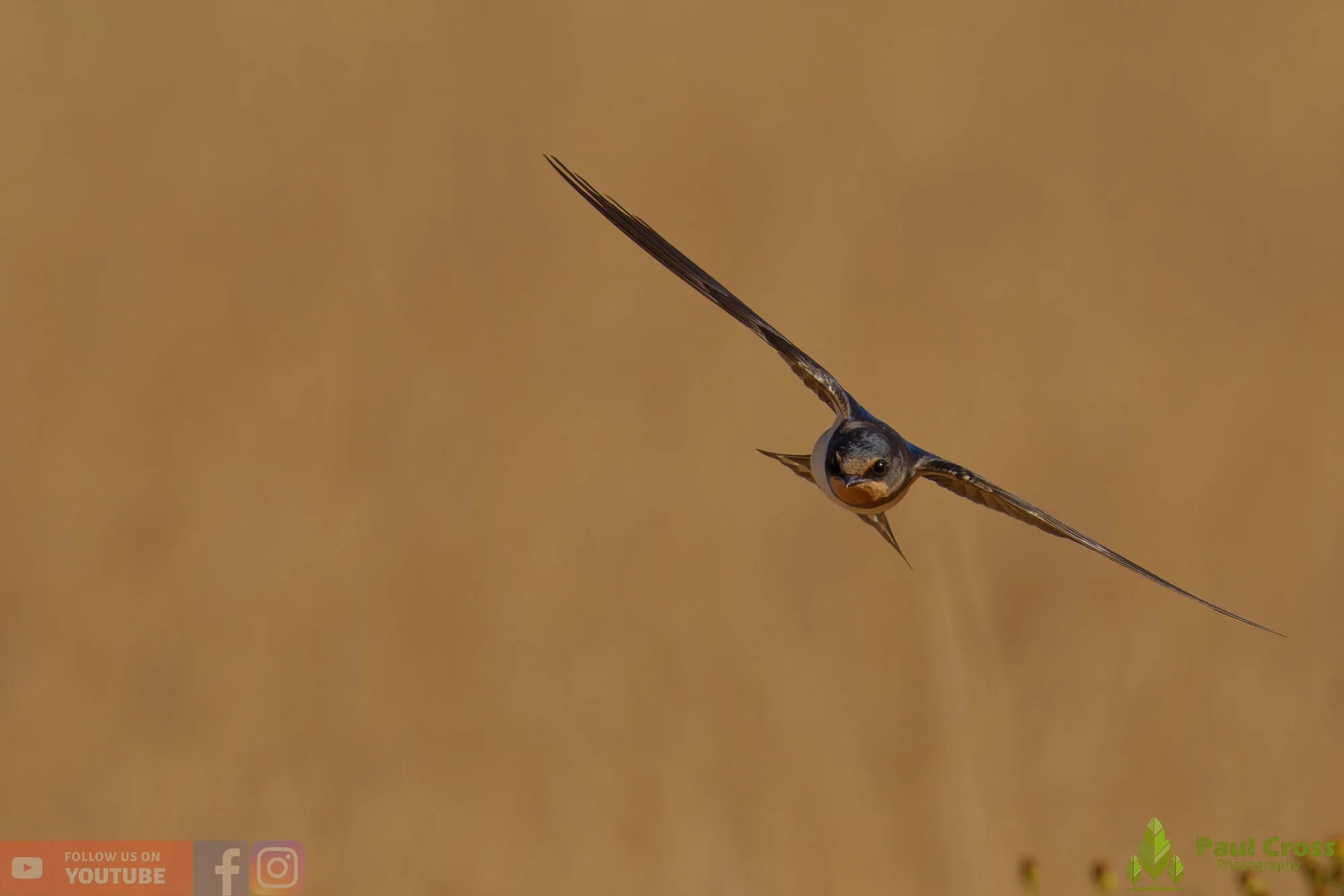 Swallow-00594.jpg