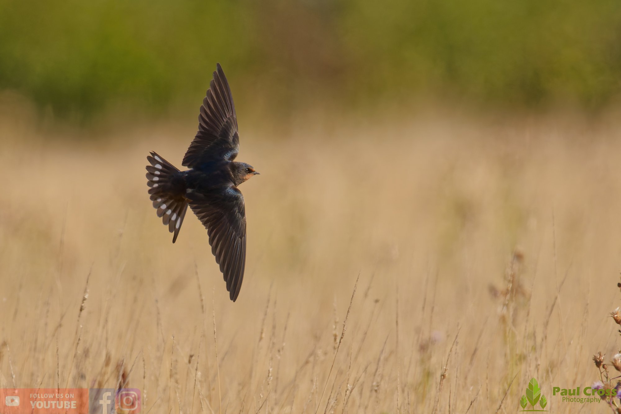 Swallow-00616.jpg