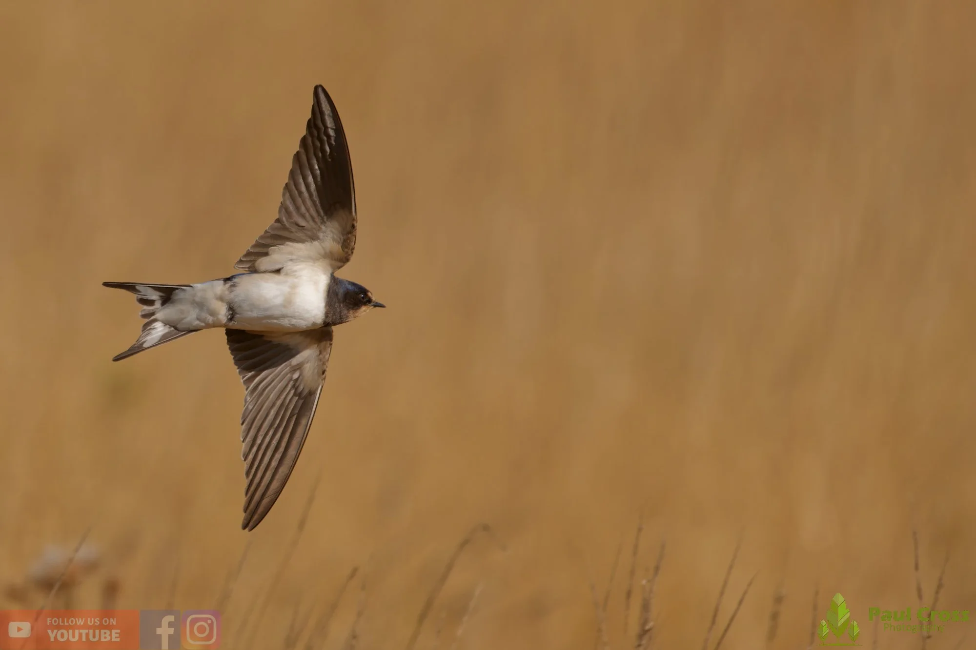 Swallow-00659.jpg