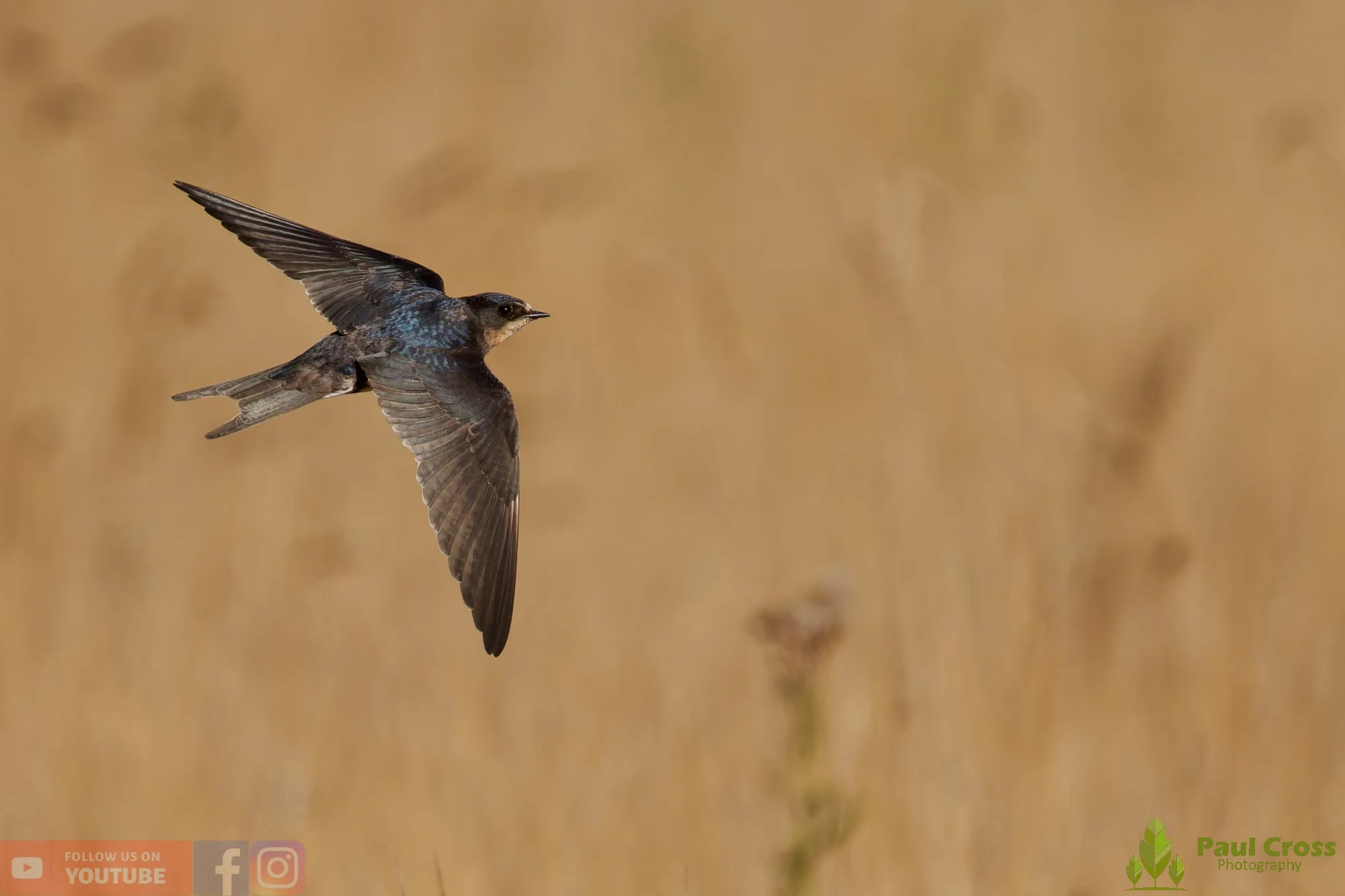 Swallow-00672.jpg