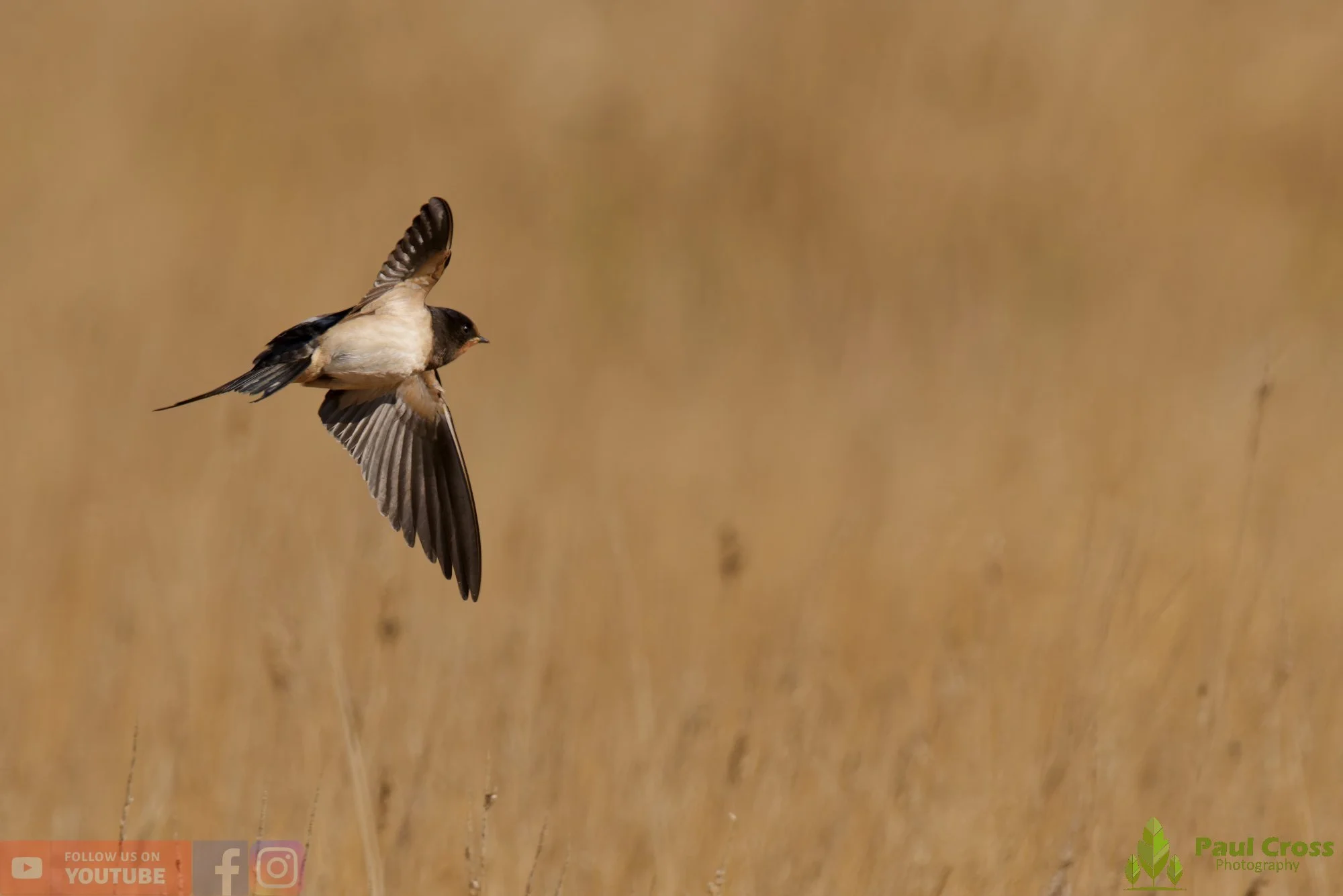 Swallow-00682.jpg