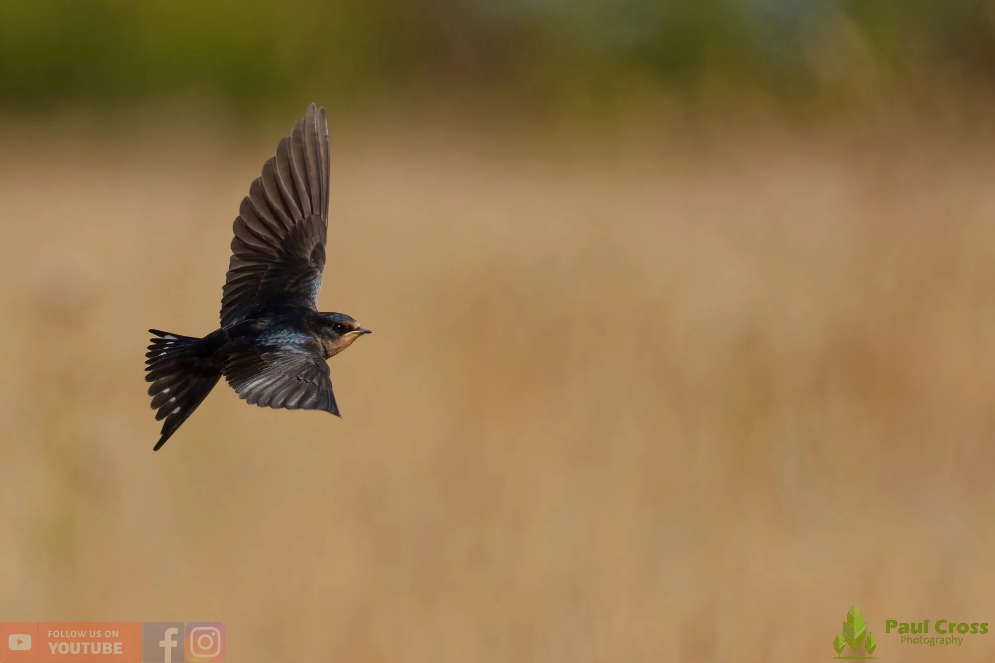 Swallow-00706.jpg