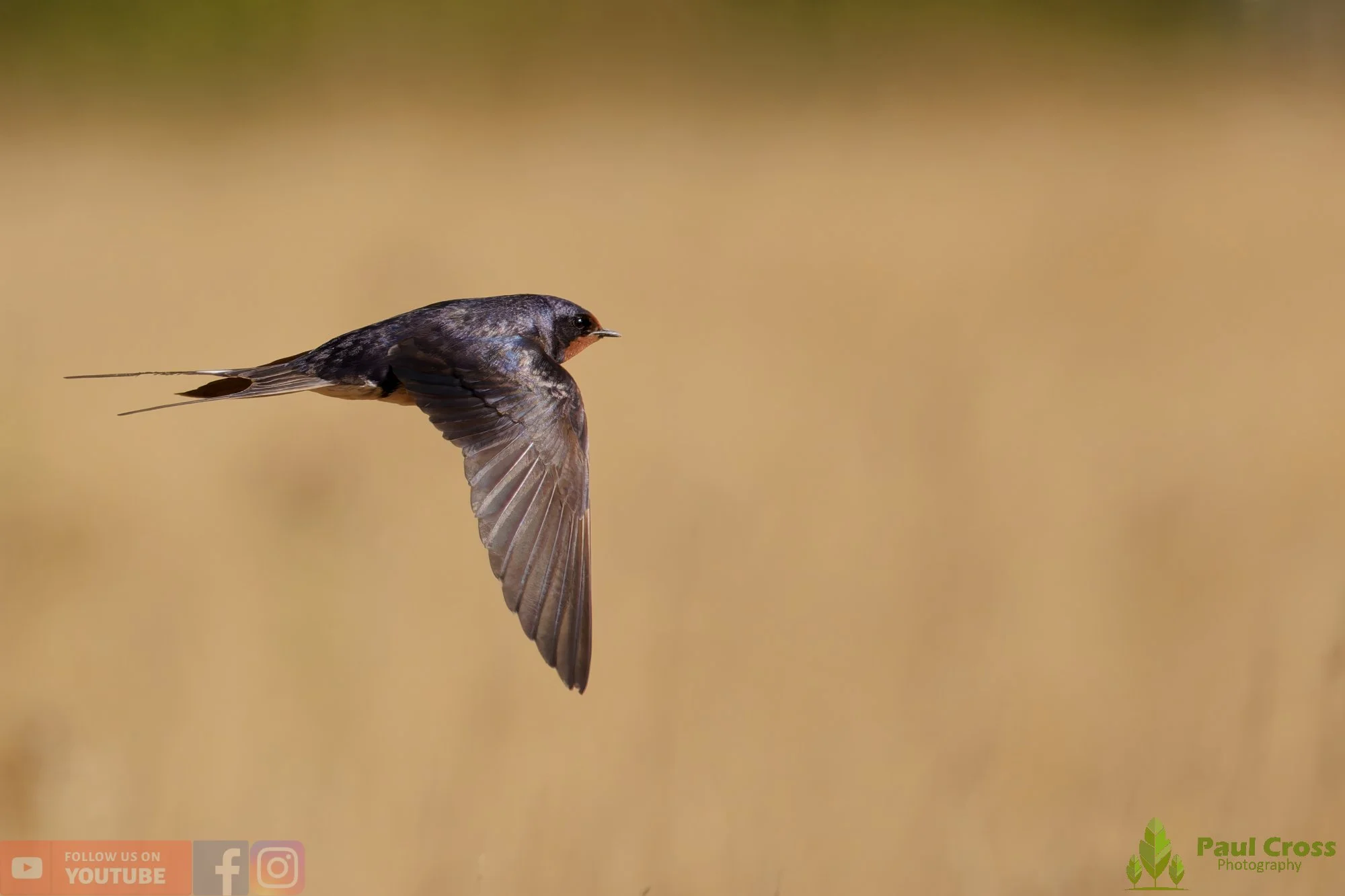 Swallow-00686.jpg