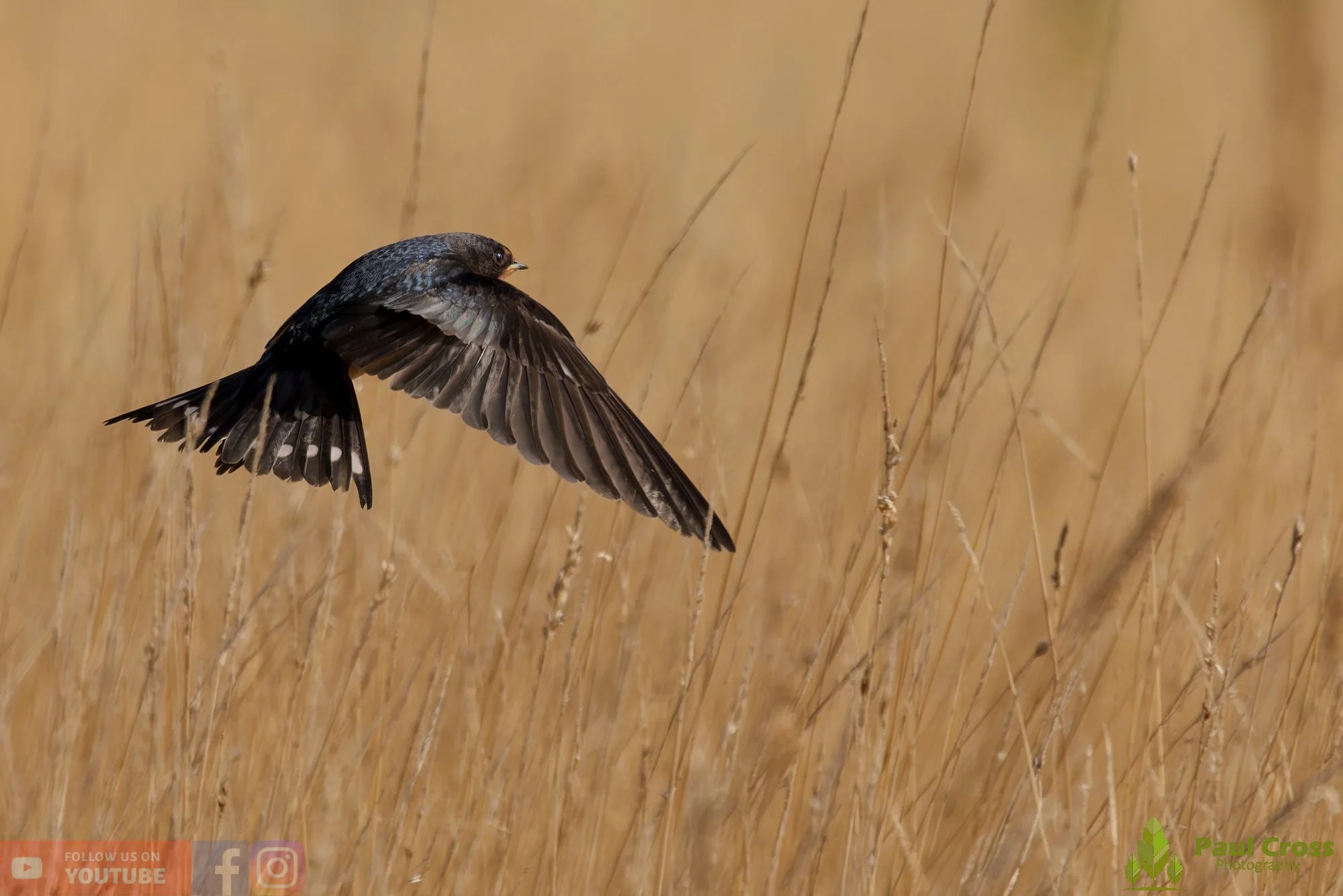 Swallow-00718.jpg