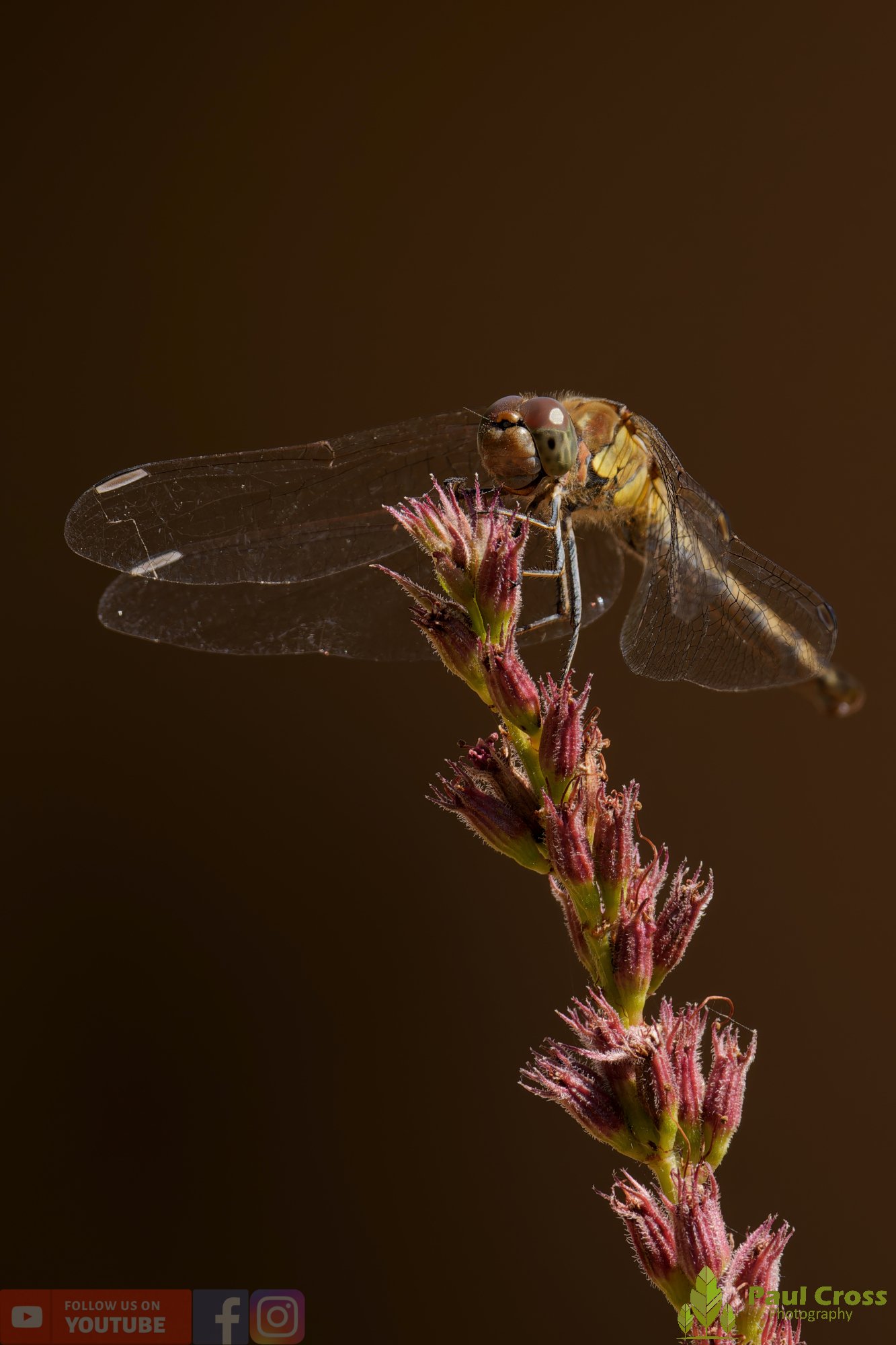 Common Darter-00071.jpg