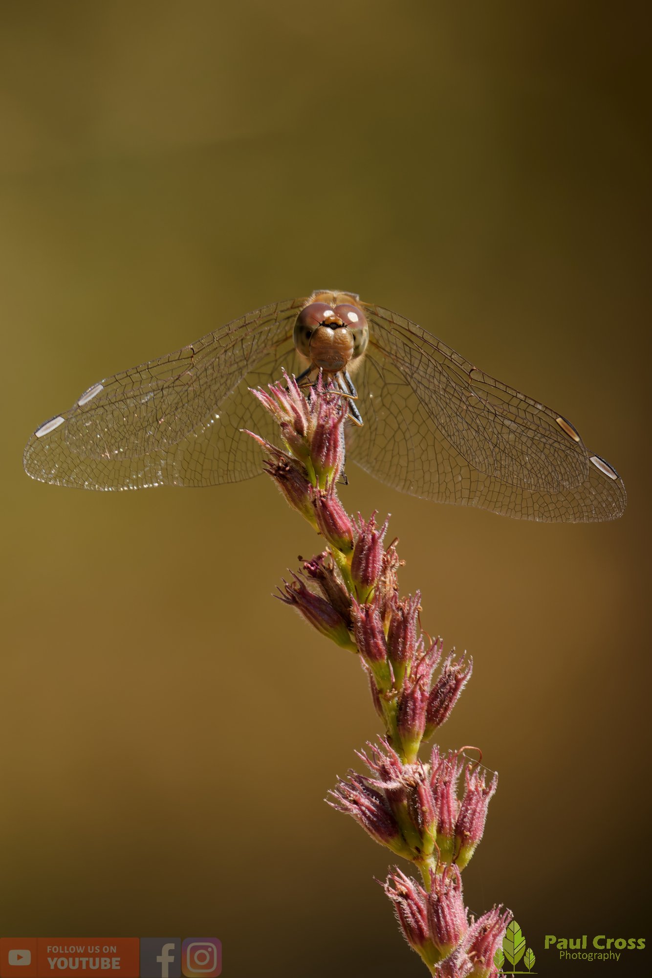 Common Darter-00072.jpg