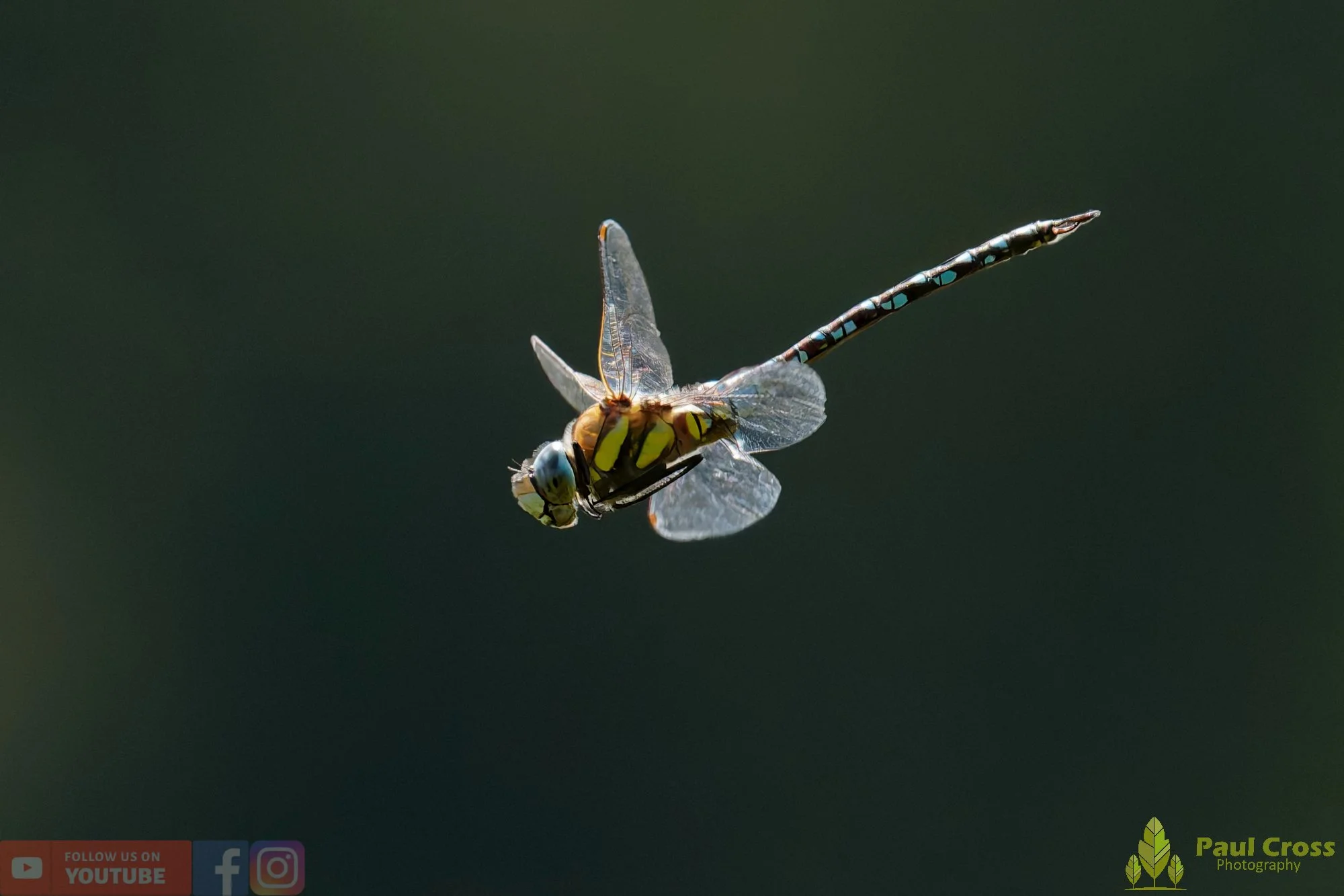 Migrant Hawker-00056.jpg