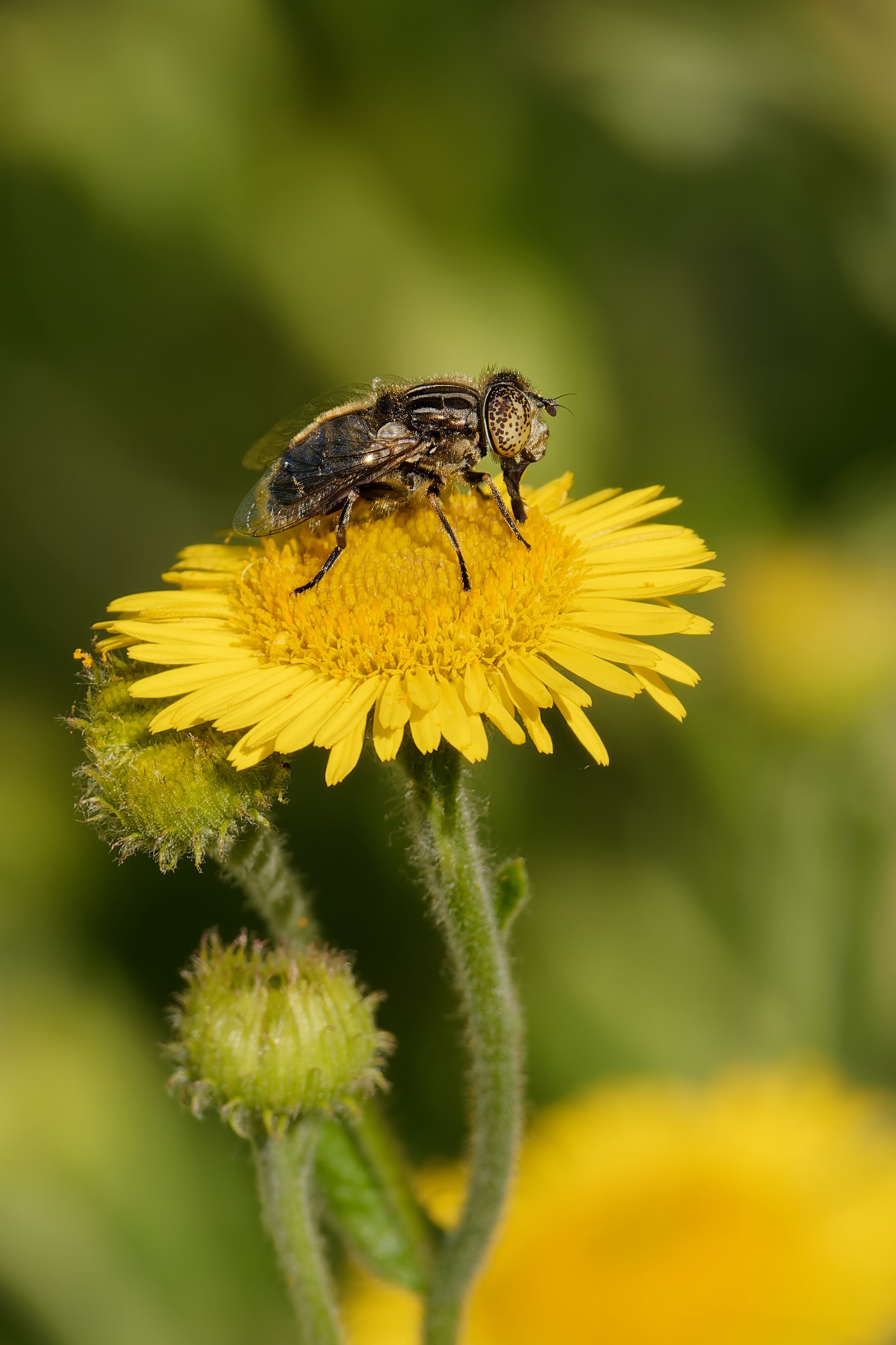 Small Spotty-eyed Drone Fly