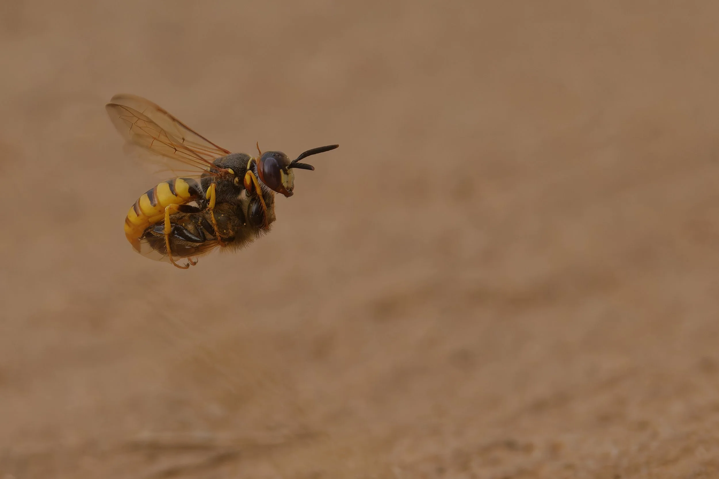 Bee Wolf