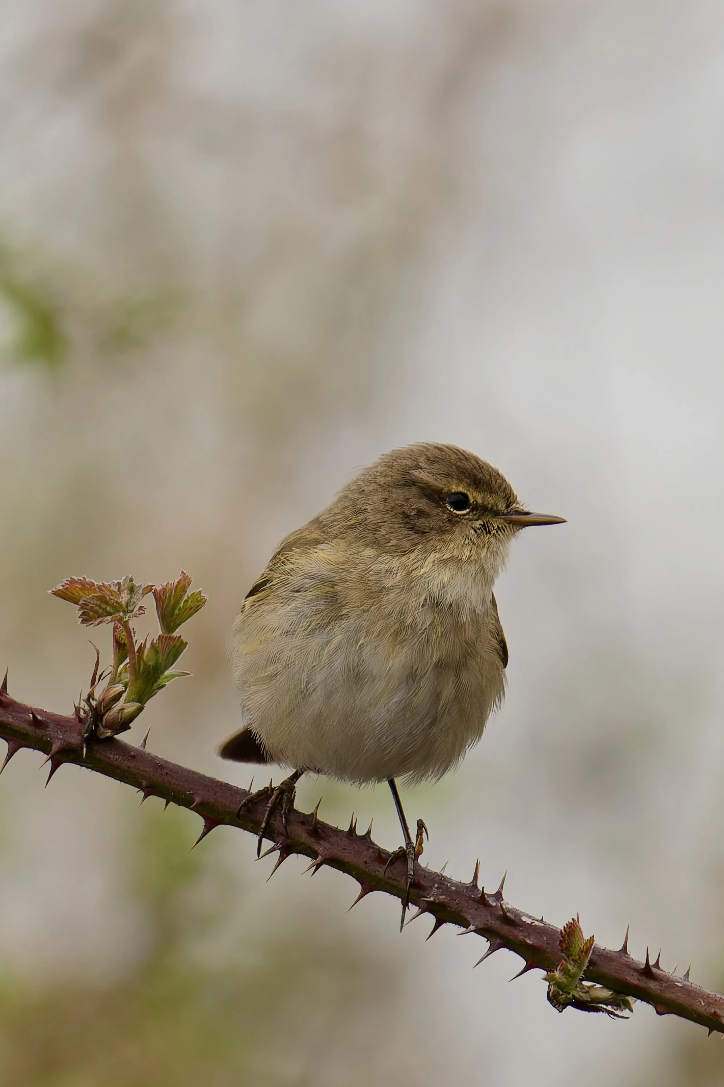 Chiffchaff
