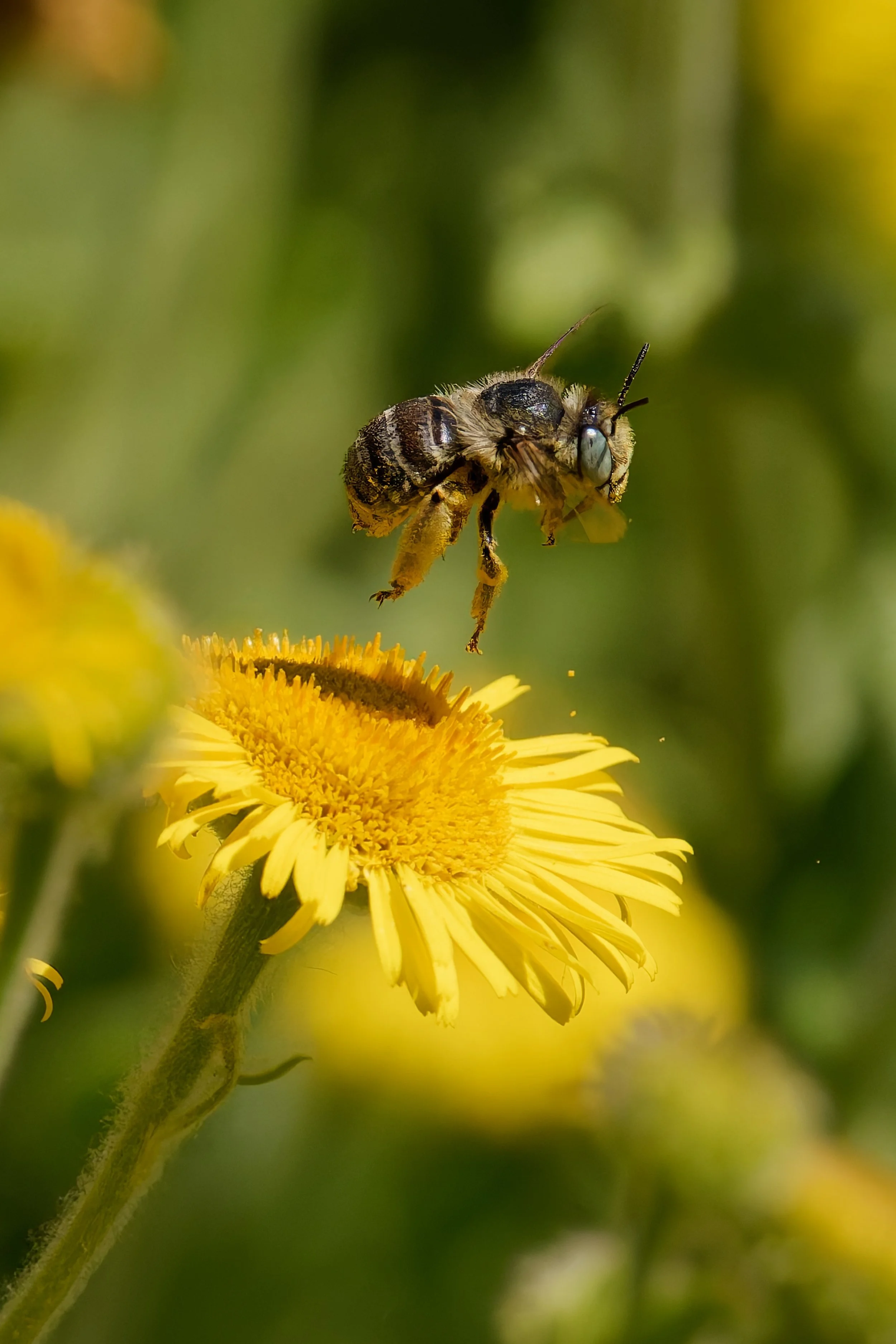Green-eyed Flower Bee