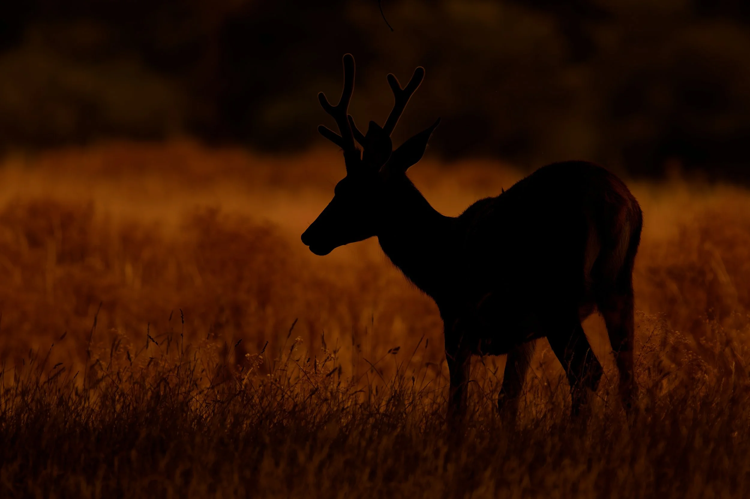 Red Deer