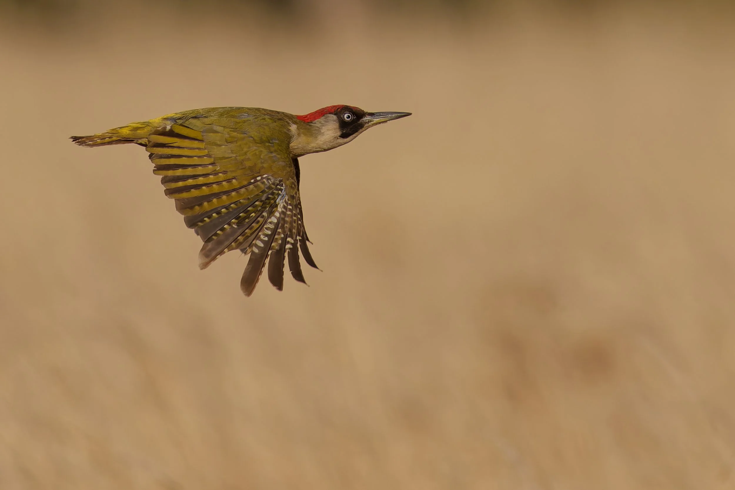 Green Woodpecker