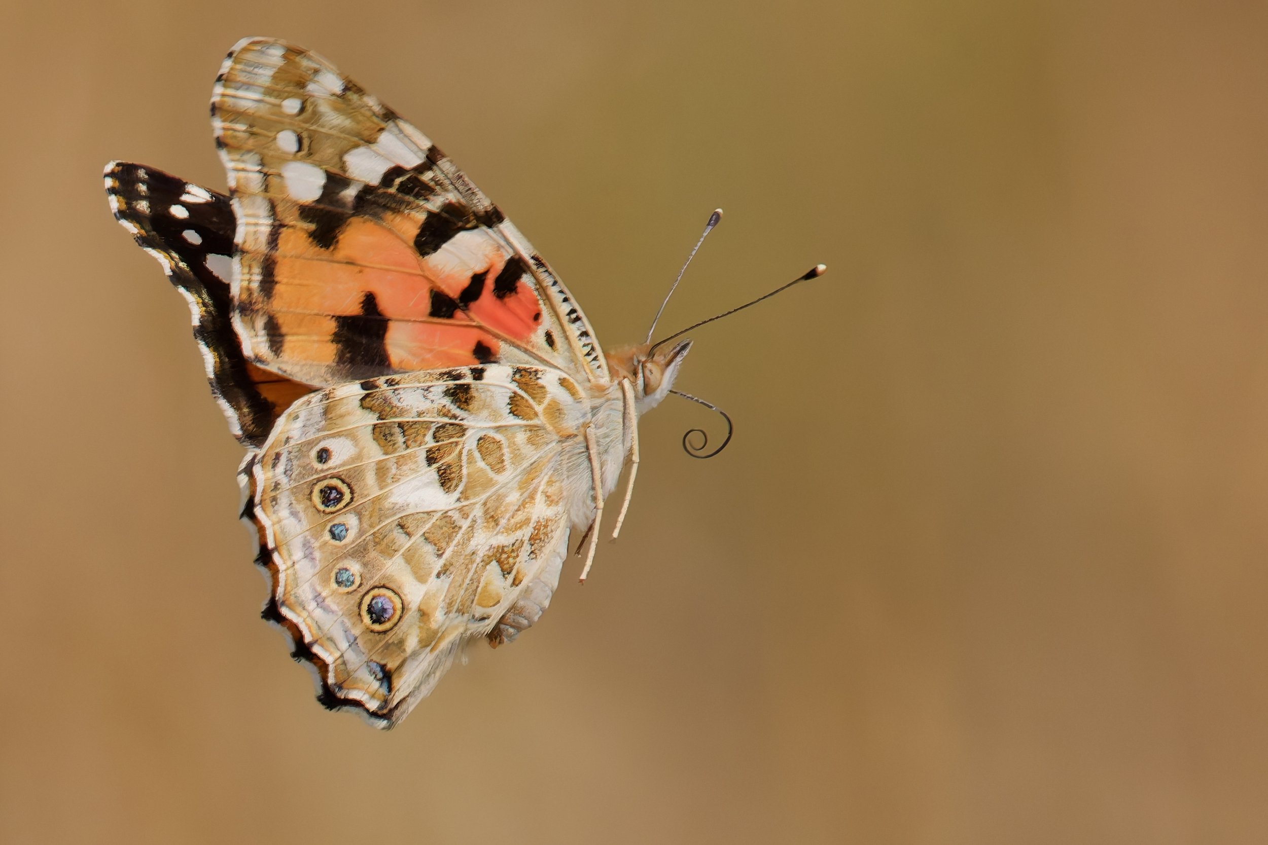 Painted Lady