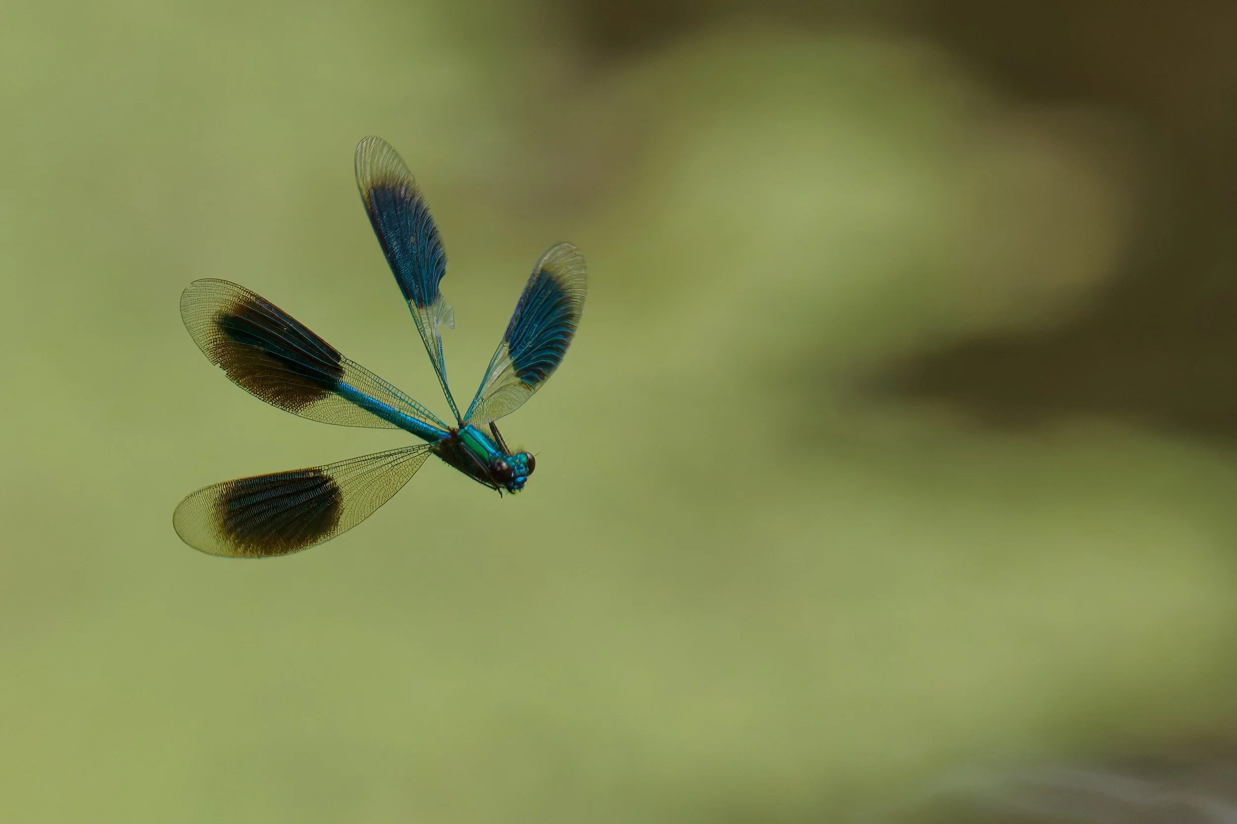 Banded Demoiselle