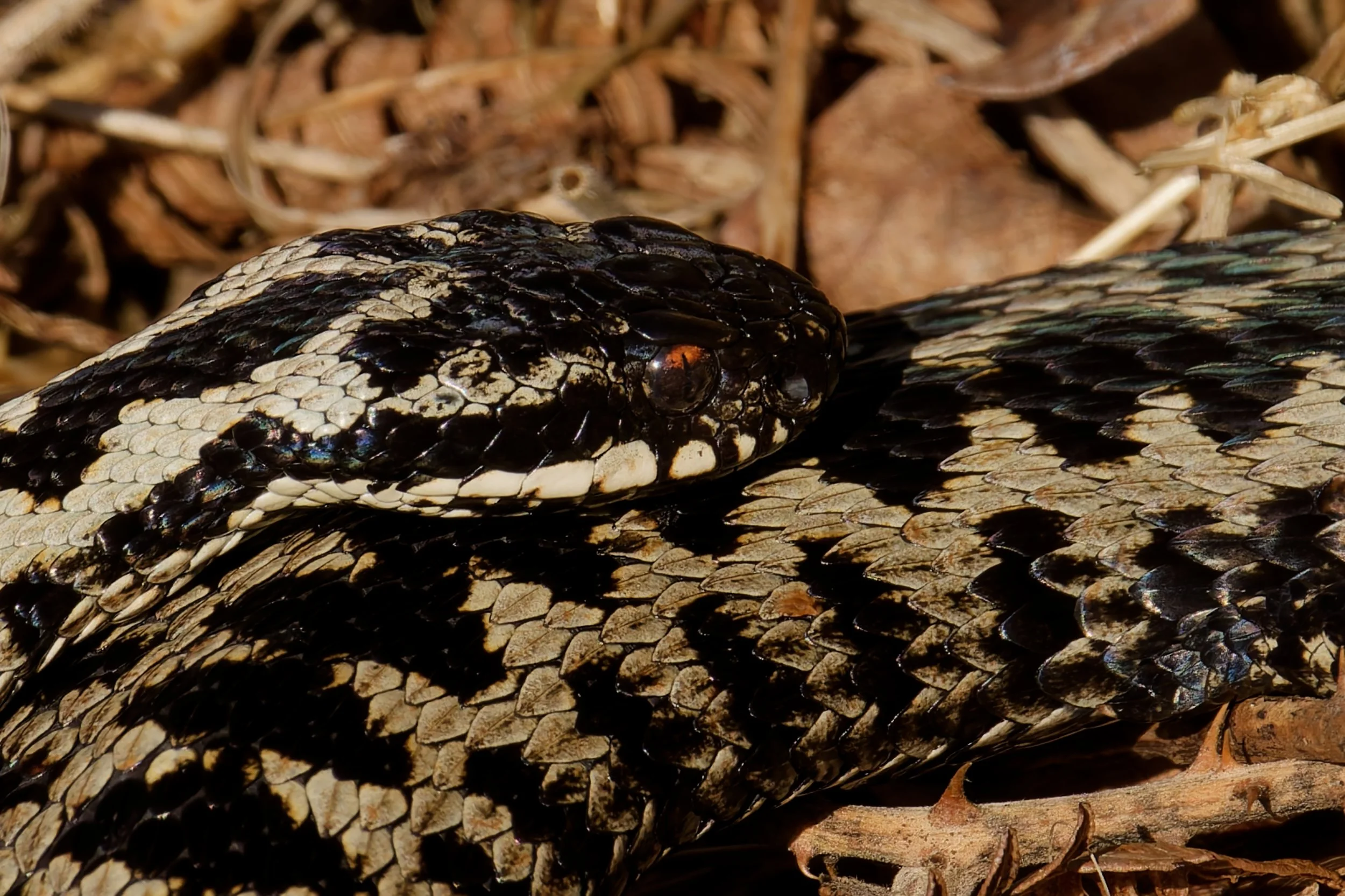 Common European Adder