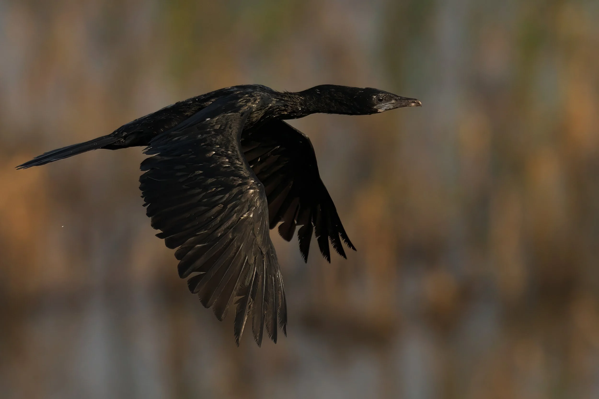 Little Cormorant